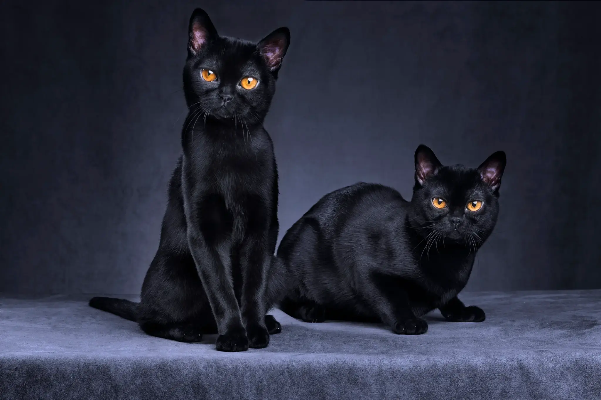 Bombay Katze