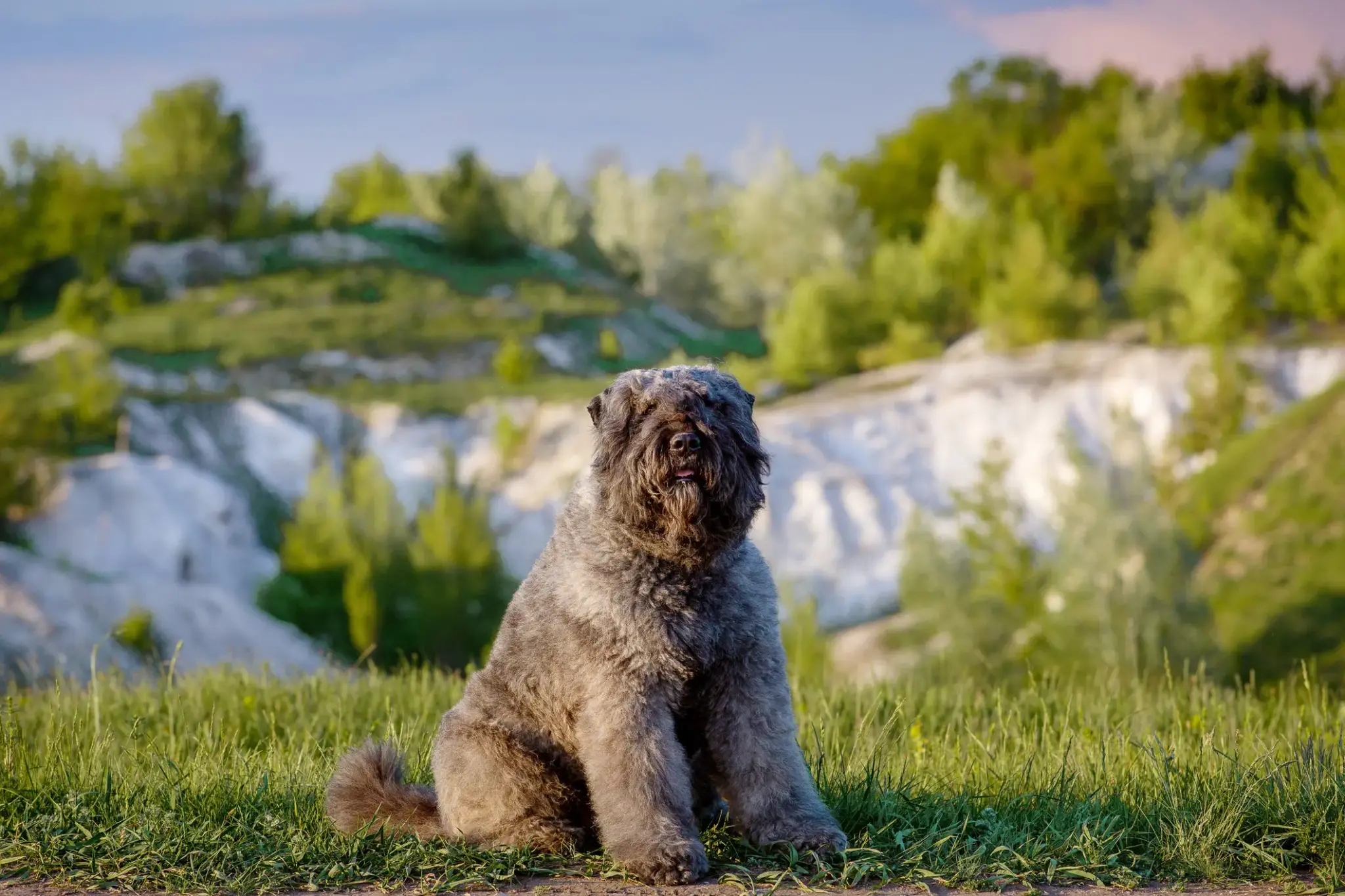 Bouvier des Flandres mit grauem Zottelfell sitzt auf einer Wiese vor Felsformation und grünem Wald, bei Sonnenuntergang