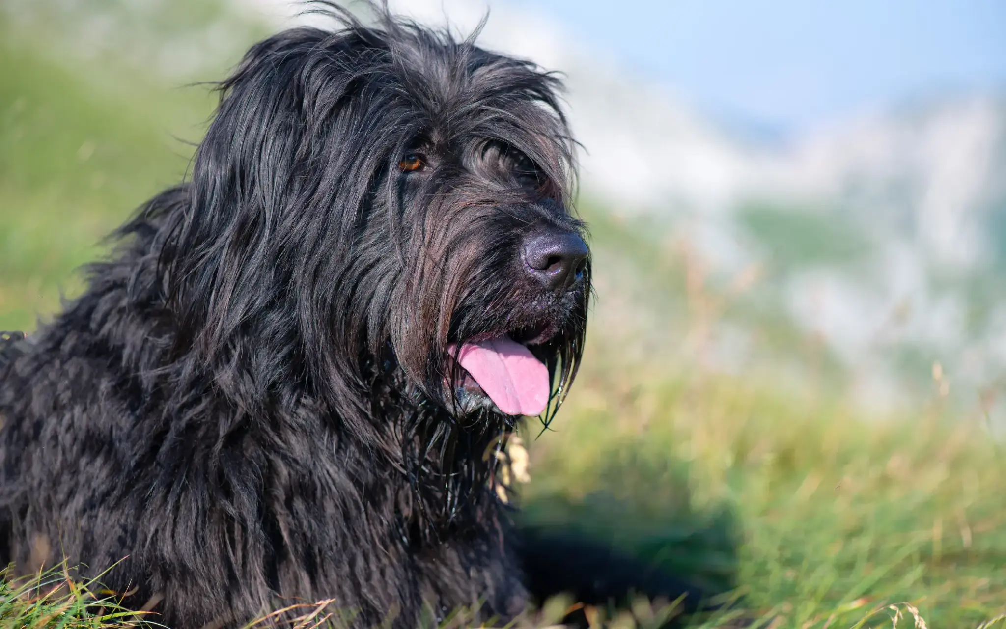 Briard