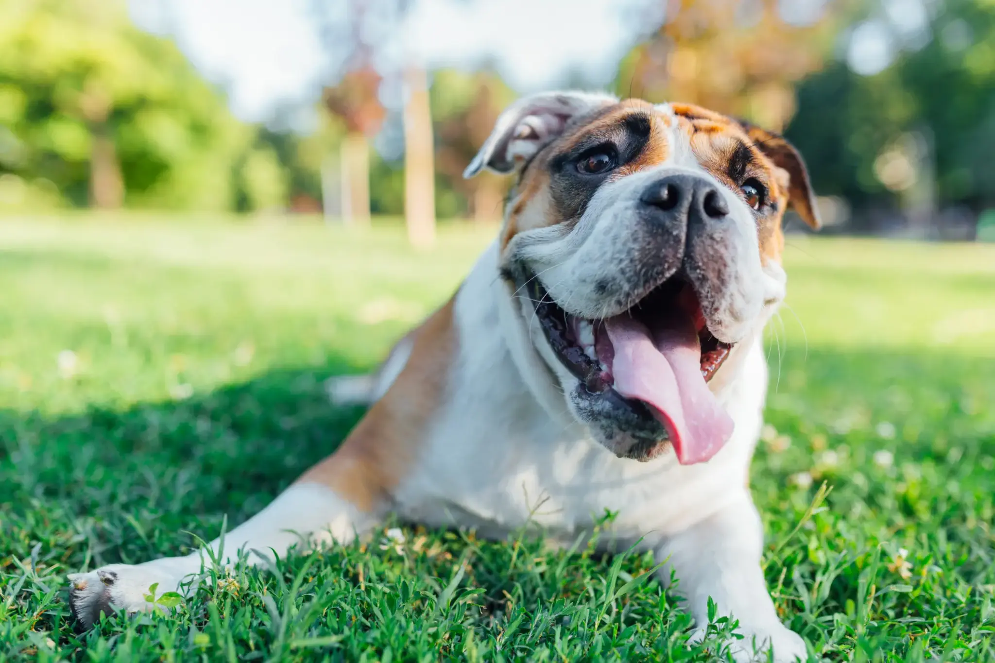 Bulldogge