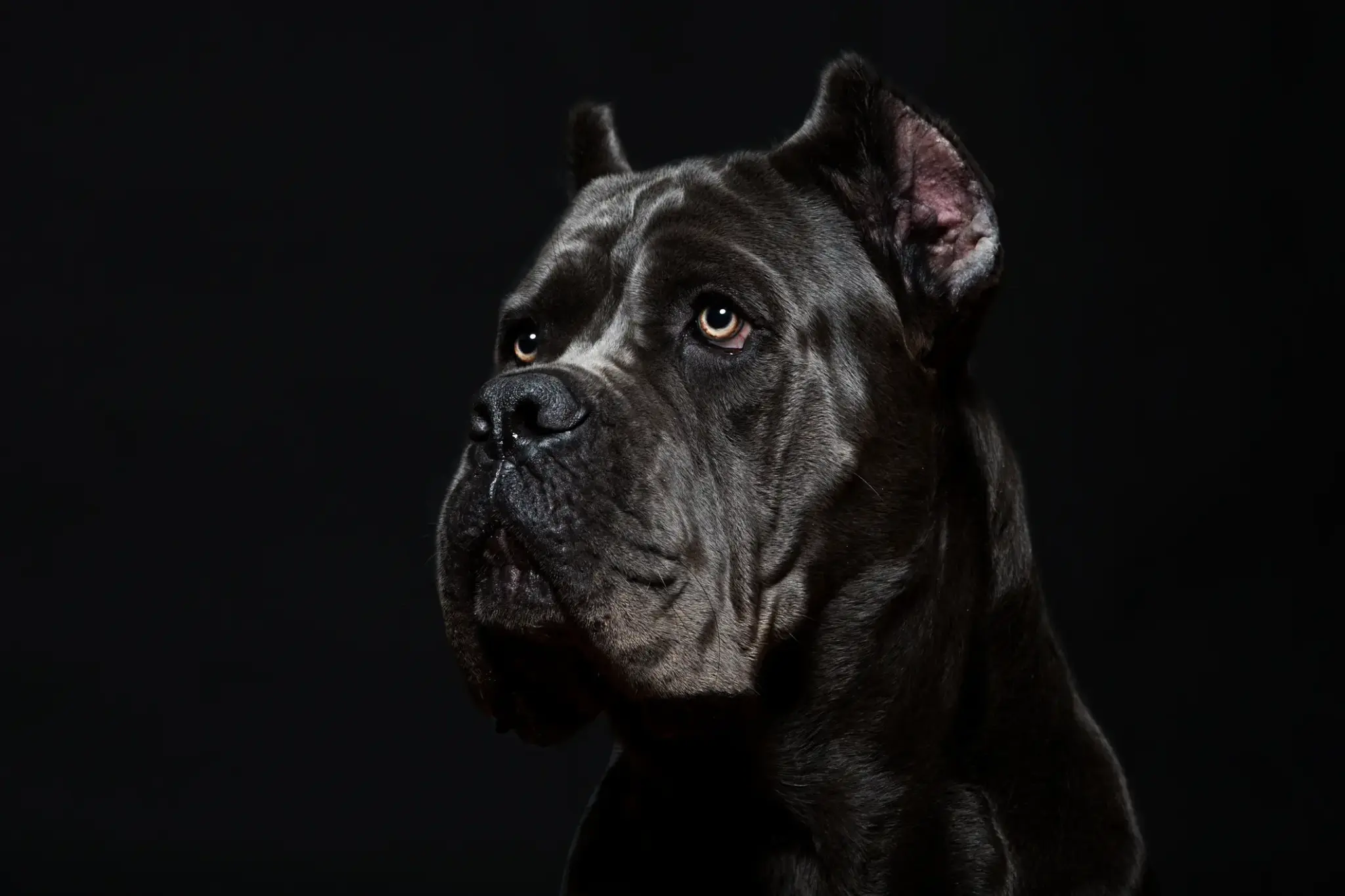 Cane Corso