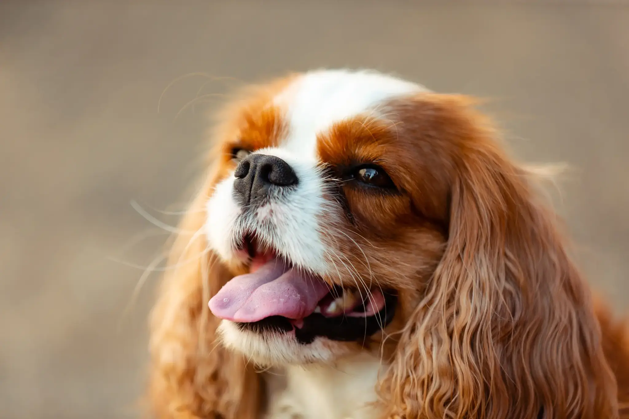 Cavalier King Charles Spaniel