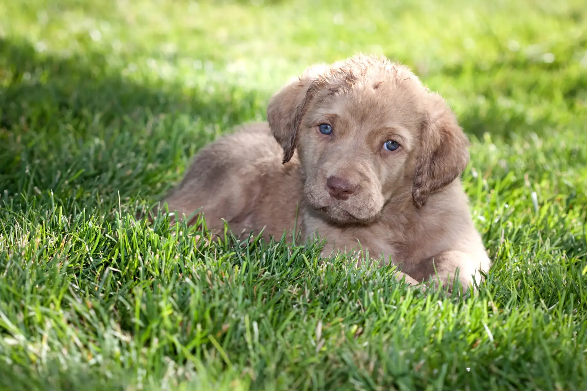 Chesapeake Bay Retriever