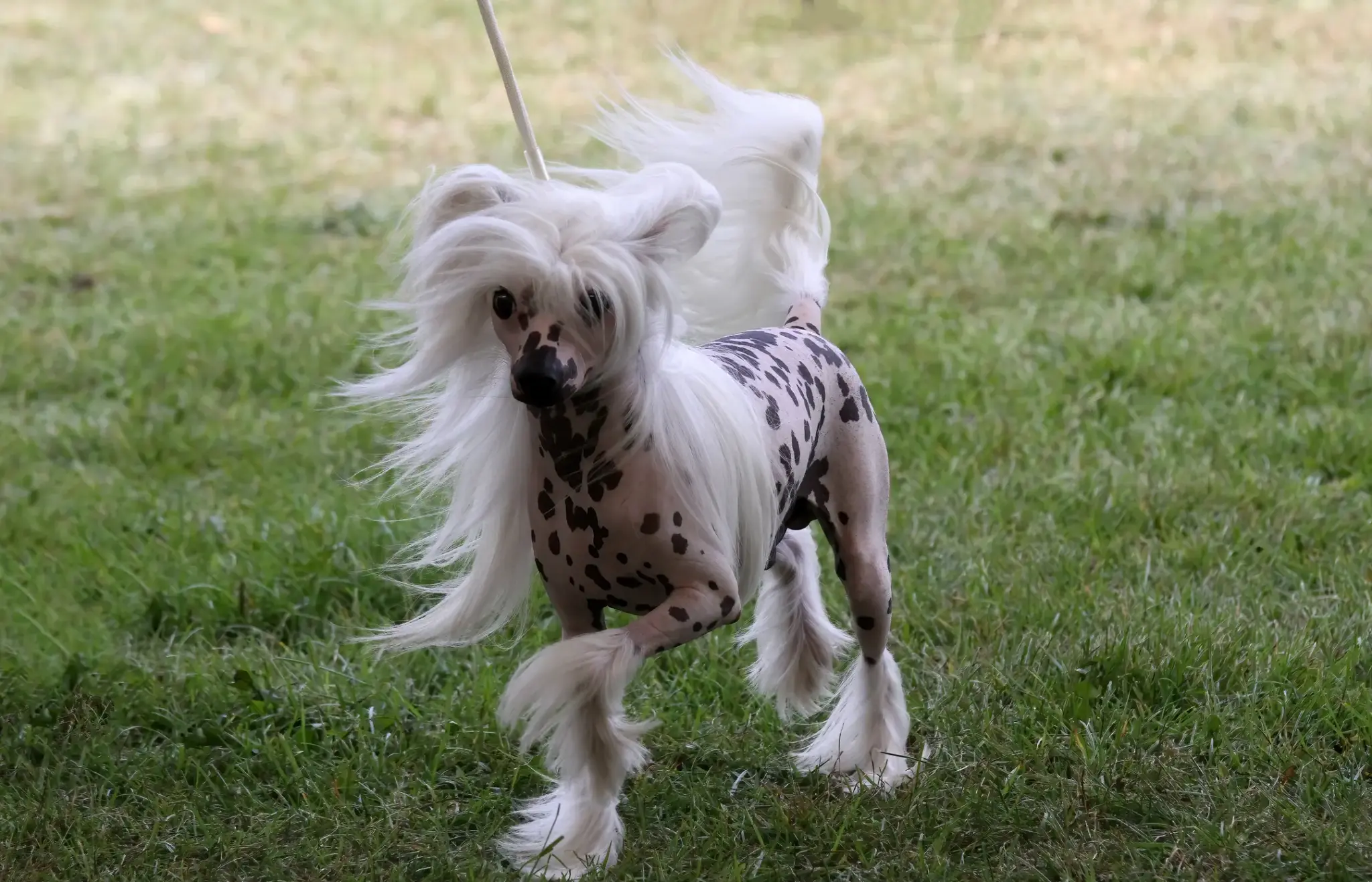 Chinesischer Schopfhund
