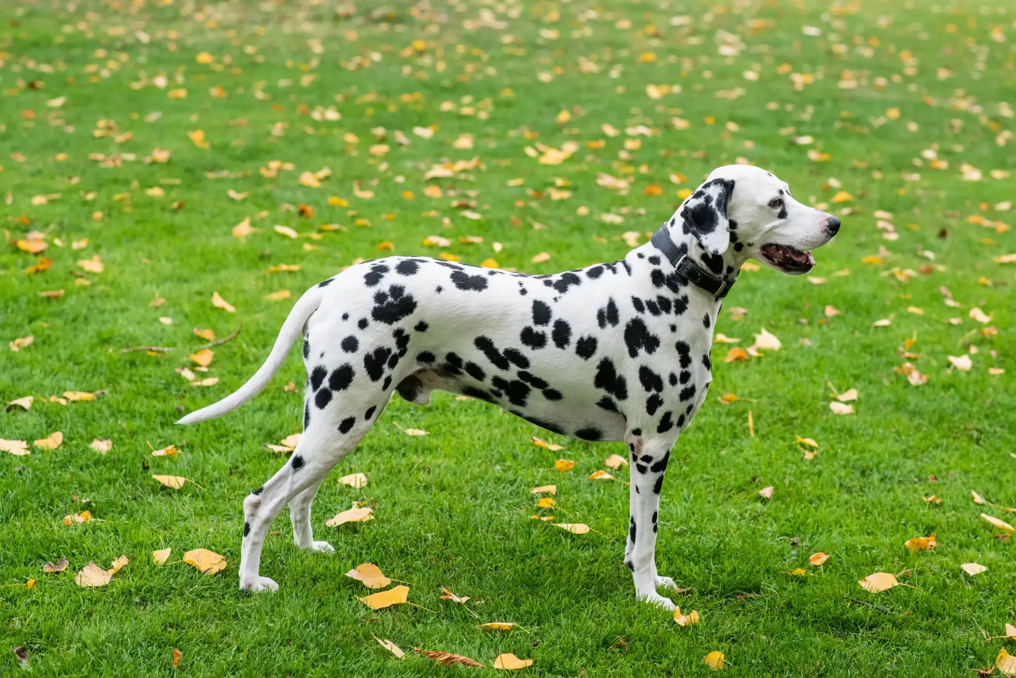 Dalmatiner