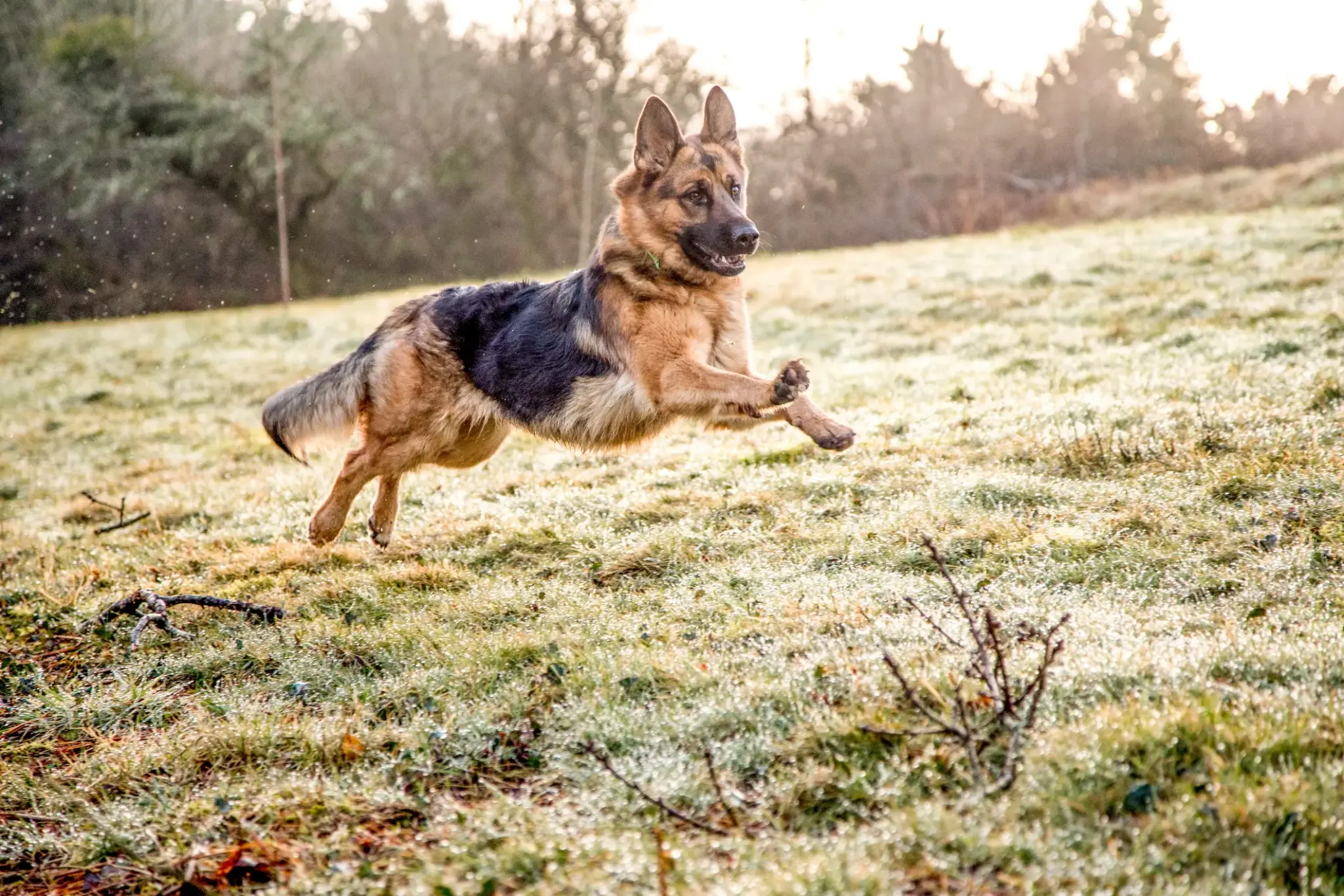 Deutscher Schäferhund springt dynamisch über eine Wiese im Morgenlicht