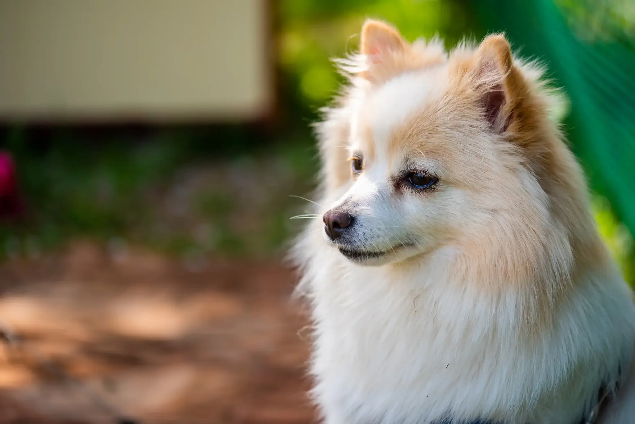 Deutscher Spitz Hund | Deutscher Spitz mit hellem Fell im Porträt vor unscharfem Hintergrund