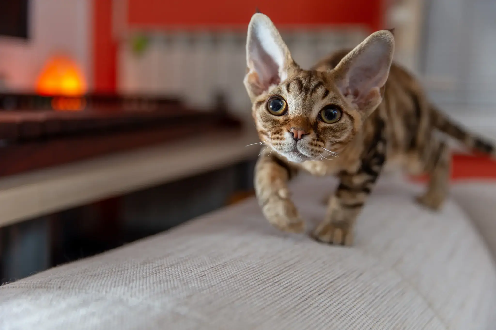 Devon-Rex-Katze mit großen Ohren und kurzem, gewelltem Fell läuft neugierig über ein Sofa direkt in Richtung Kamera.