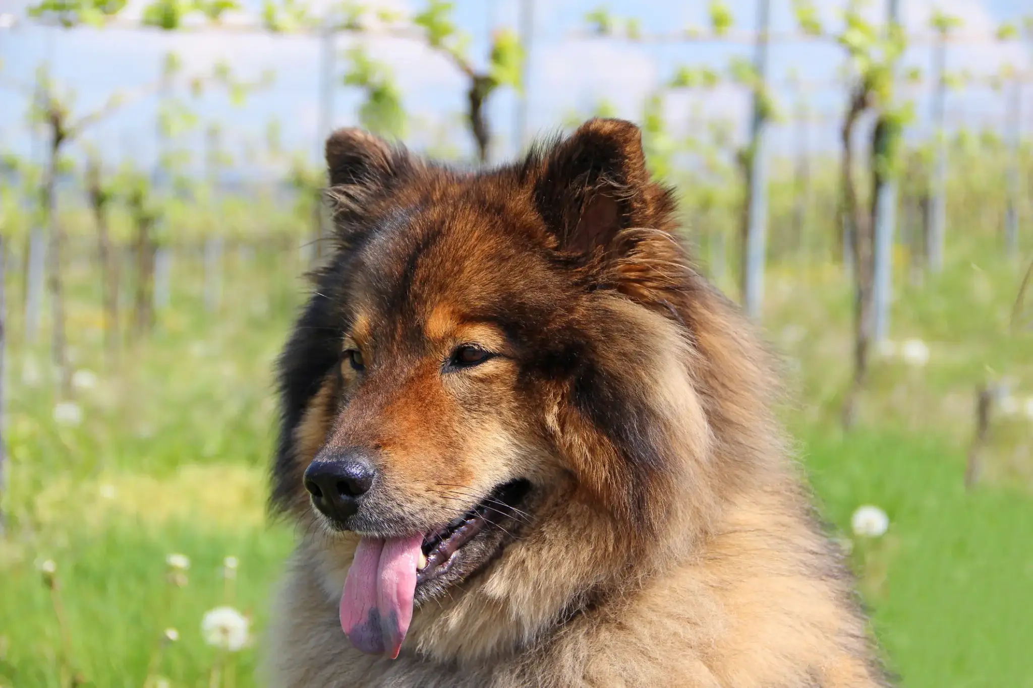 Eurasier