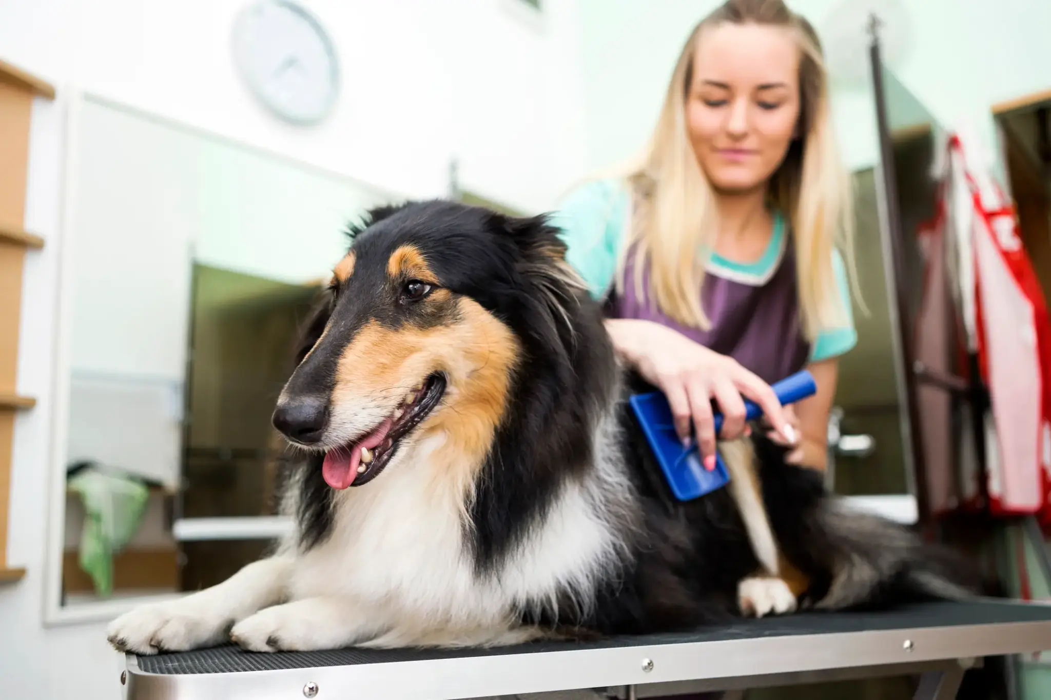 Fellpflege Hund | Eine Hundepflegerin bürstet das dichte Fell eines langhaarigen Hundes, der entspannt auf einem Pflegetisch liegt.