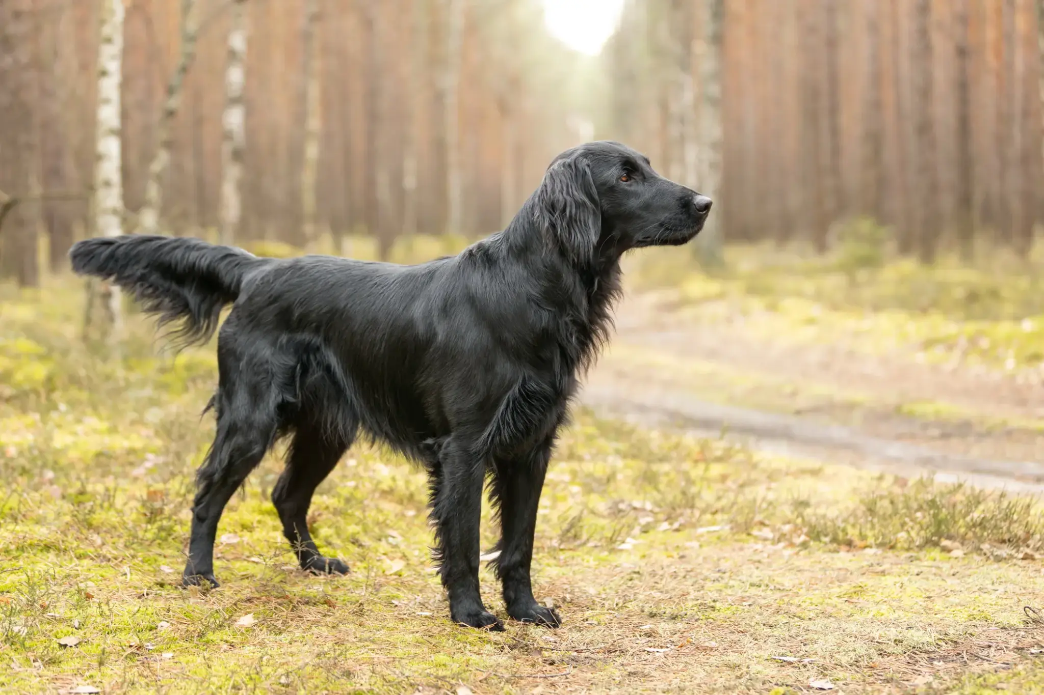 Flat coated Retriever