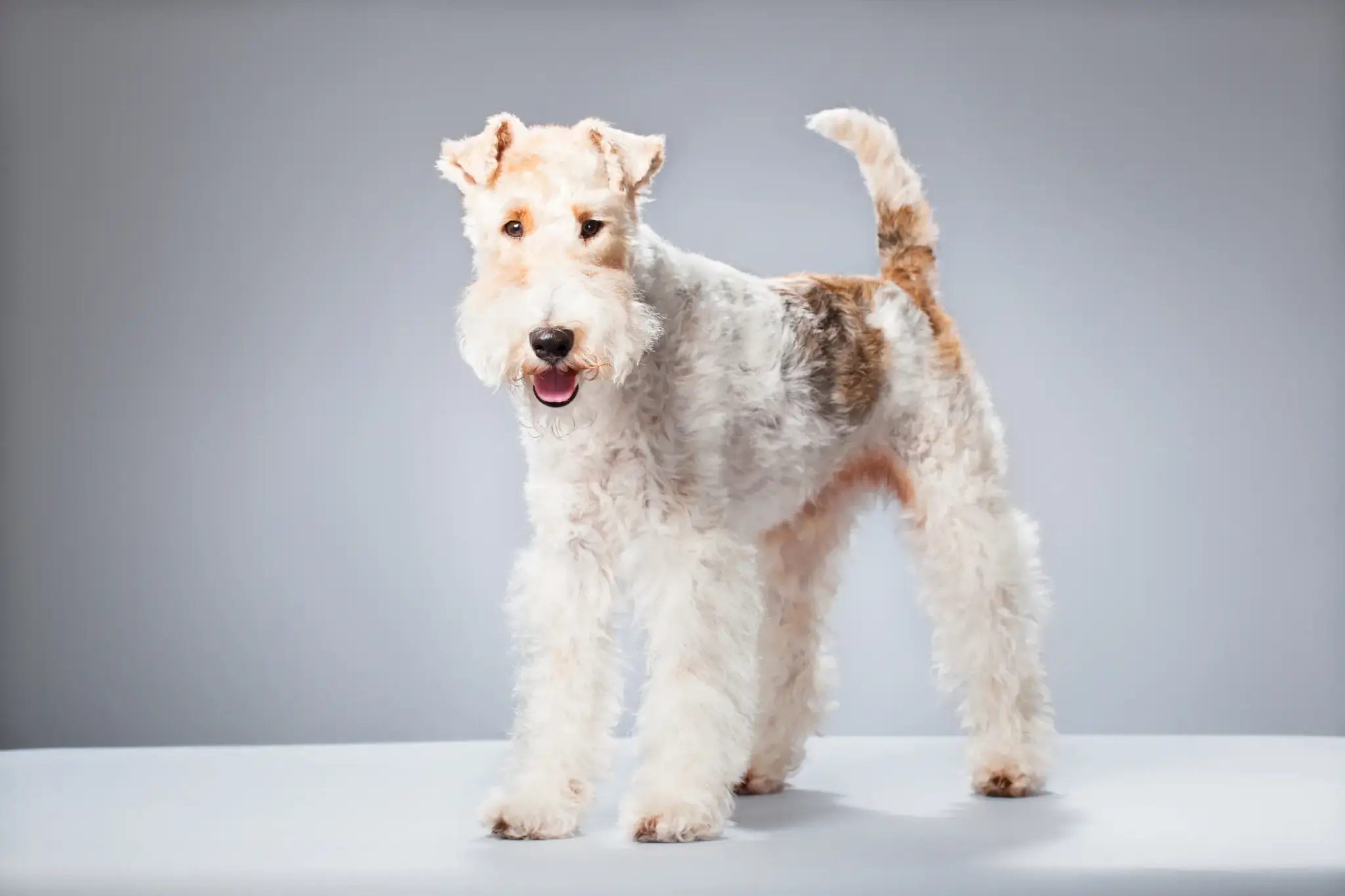 Foxterrier
