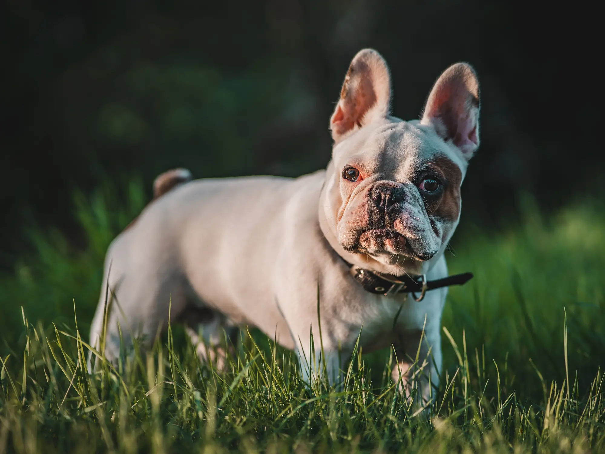 Franzoesische Bulldogge
