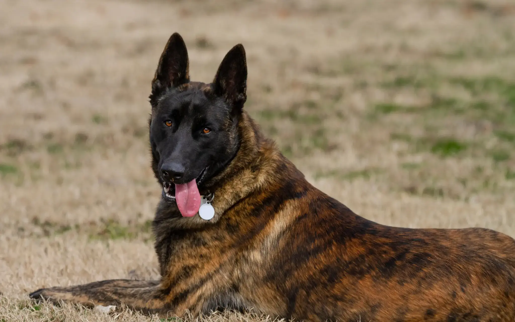 Hollaendischer Schaeferhund | Holländischer Schäferhund liegt auf einer Wiese und schaut aufmerksam in die Kamera