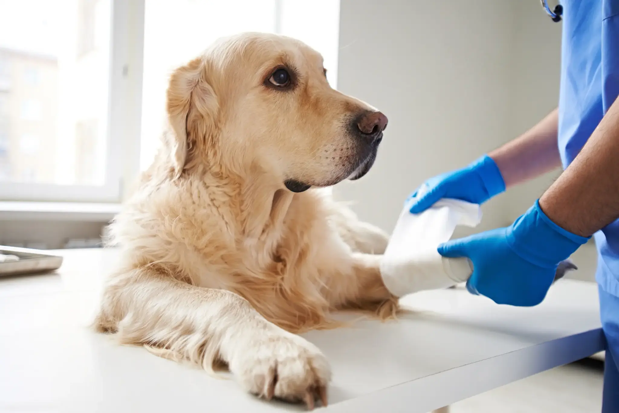 Hund Unfall