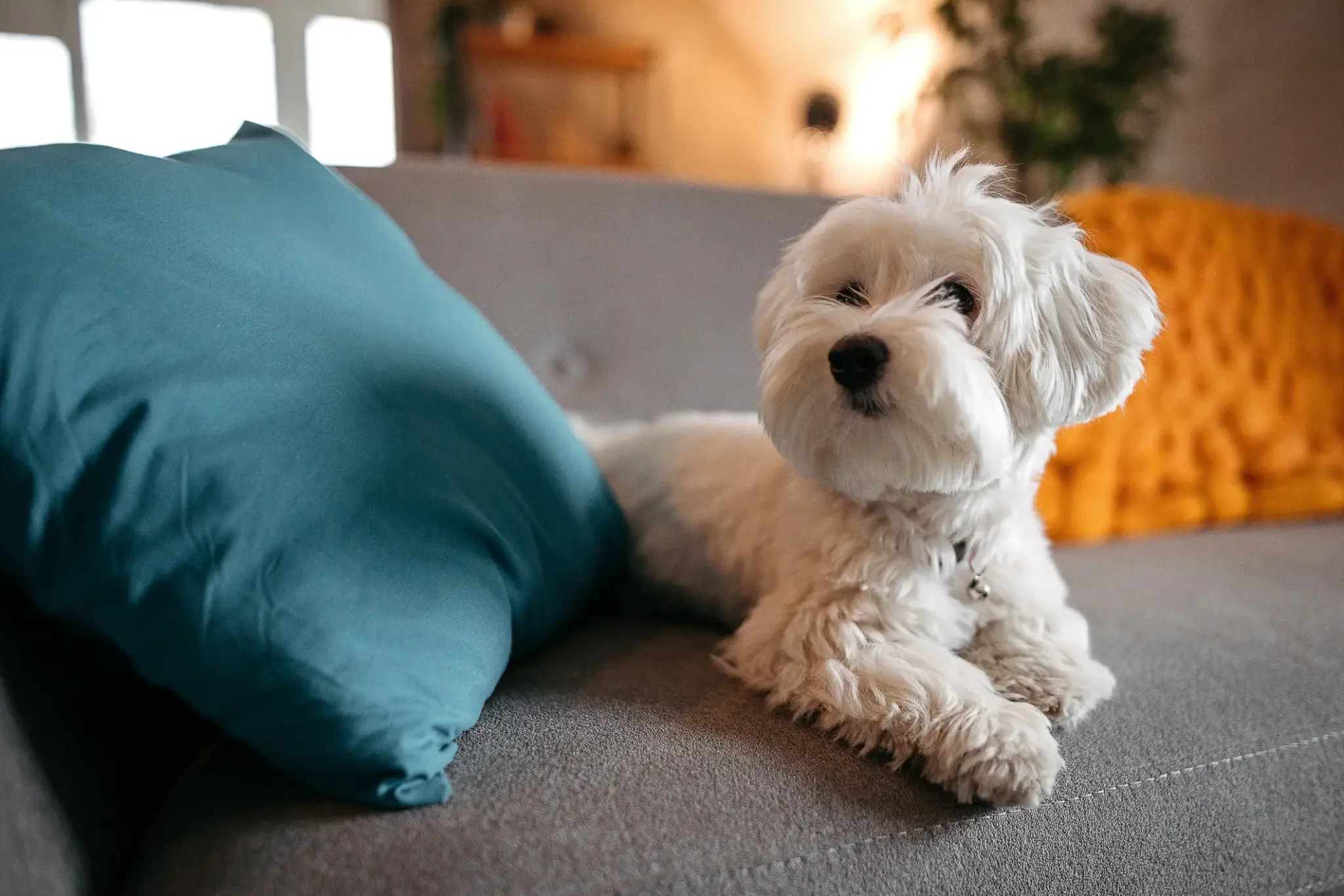 Hund in Wohnung