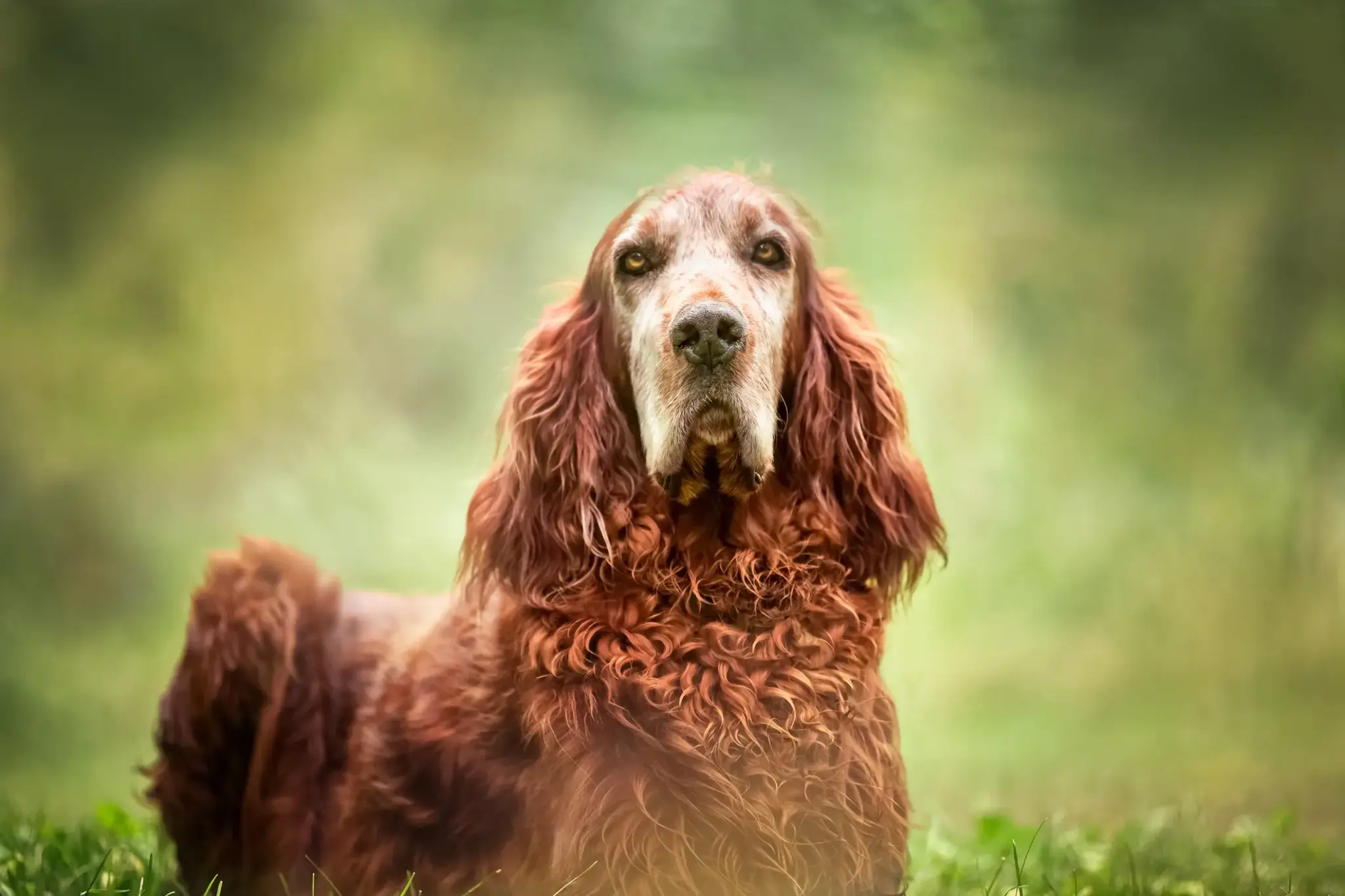 Irish Setter