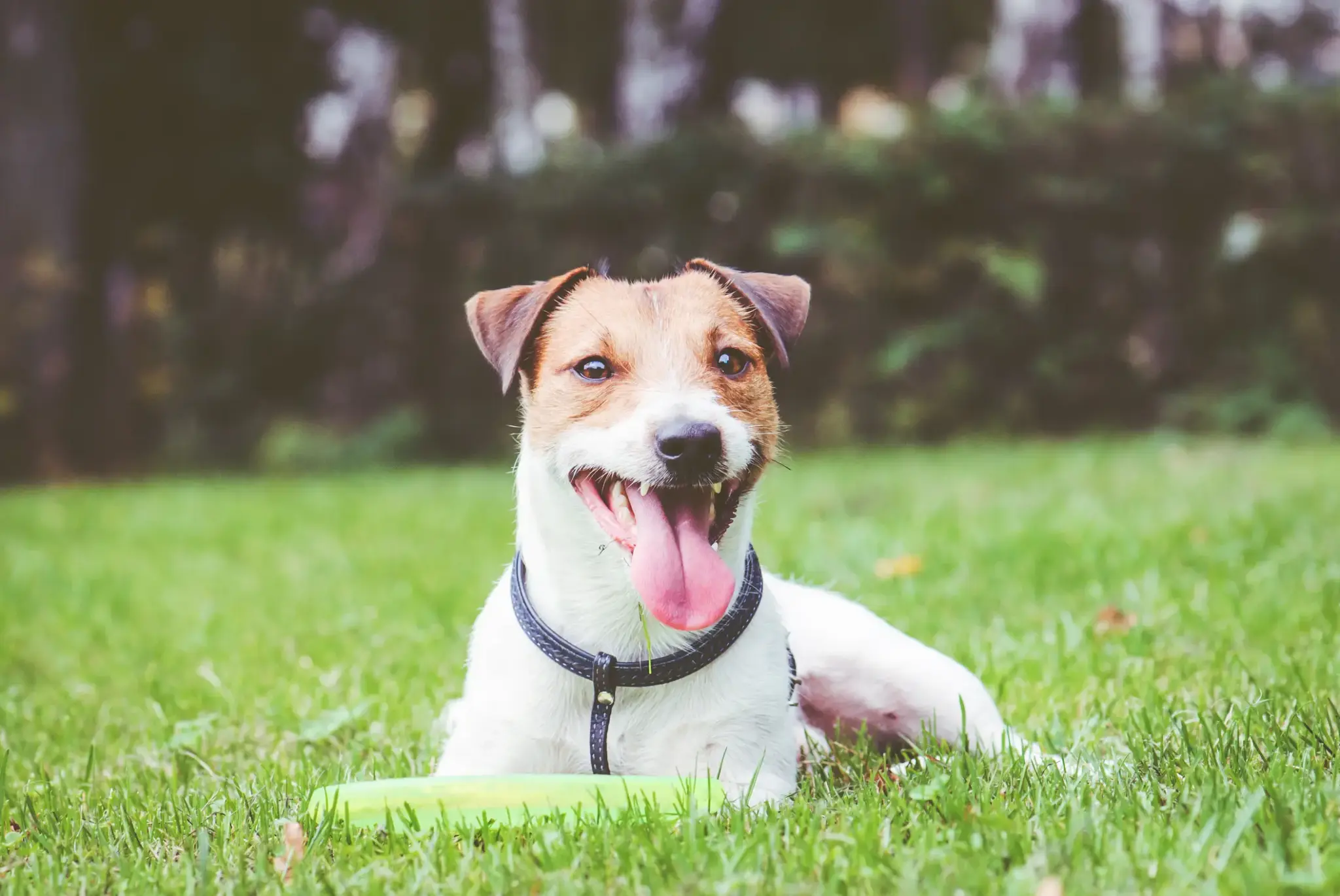 Jack Russell Terrier | Jack Russell Terrier liegend auf der Wiese mit heraushängender Zunge