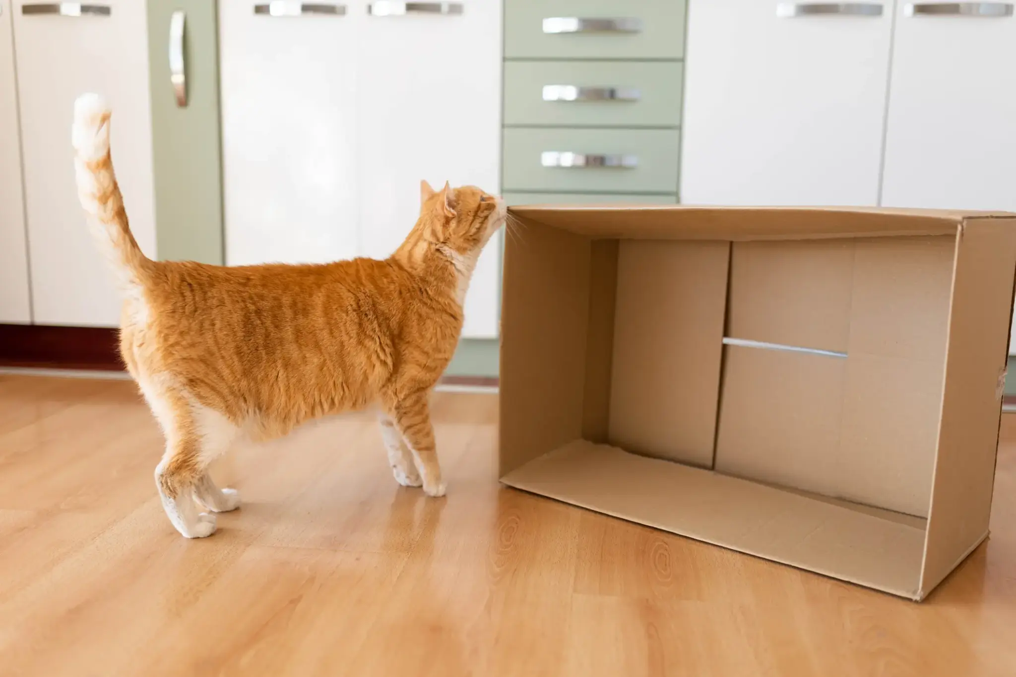 Rote Hauskatze erkundet neugierig einen offenen Umzugskarton in einer Küche mit Holzfußboden – Eingewöhnung im neuen Zuhause.