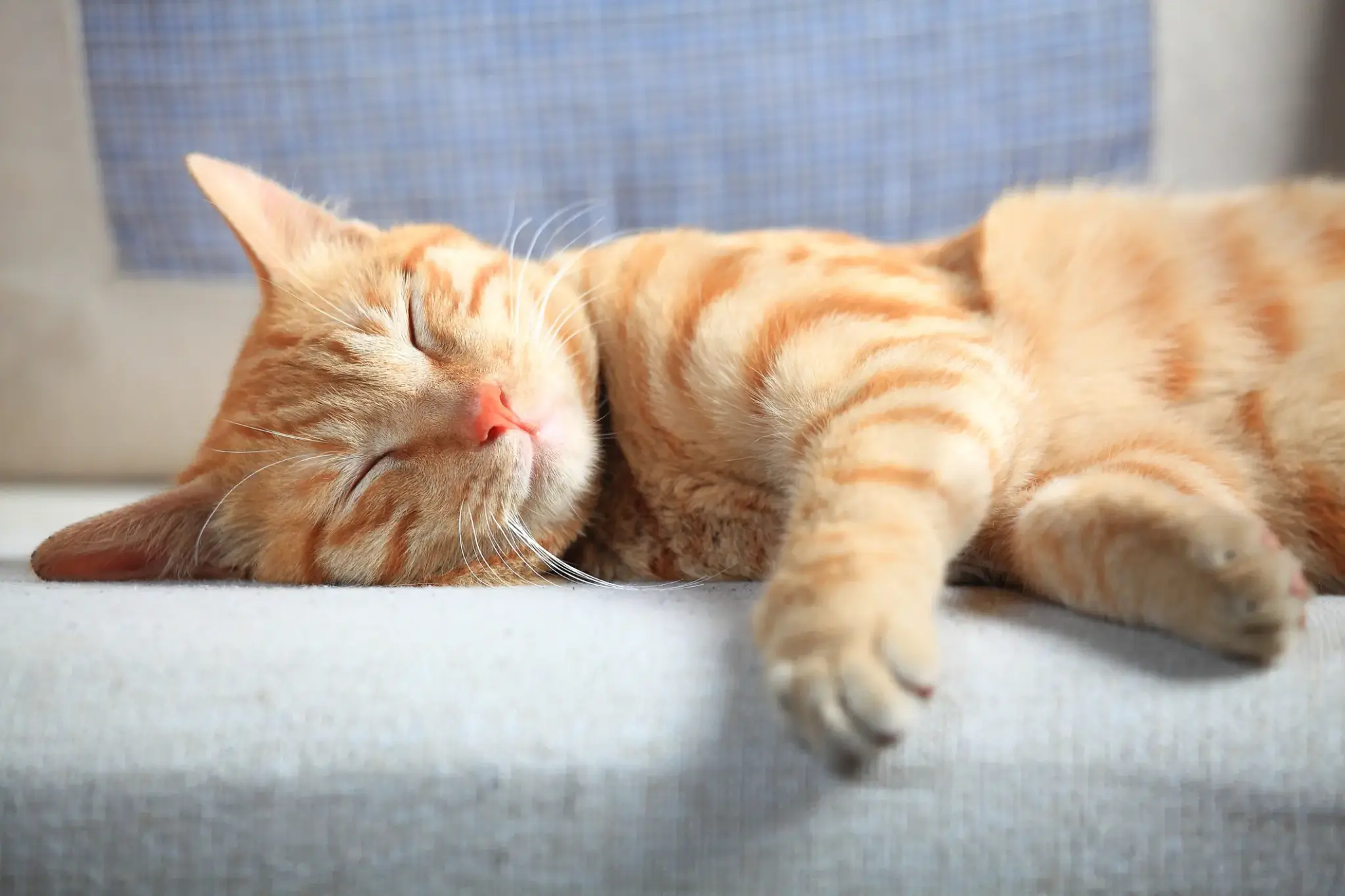Eine rote Hauskatze liegt entspannt auf einem Sofa und schläft – Symbol für Zufriedenheit und das Leben mit einer gut versorgten Katze.