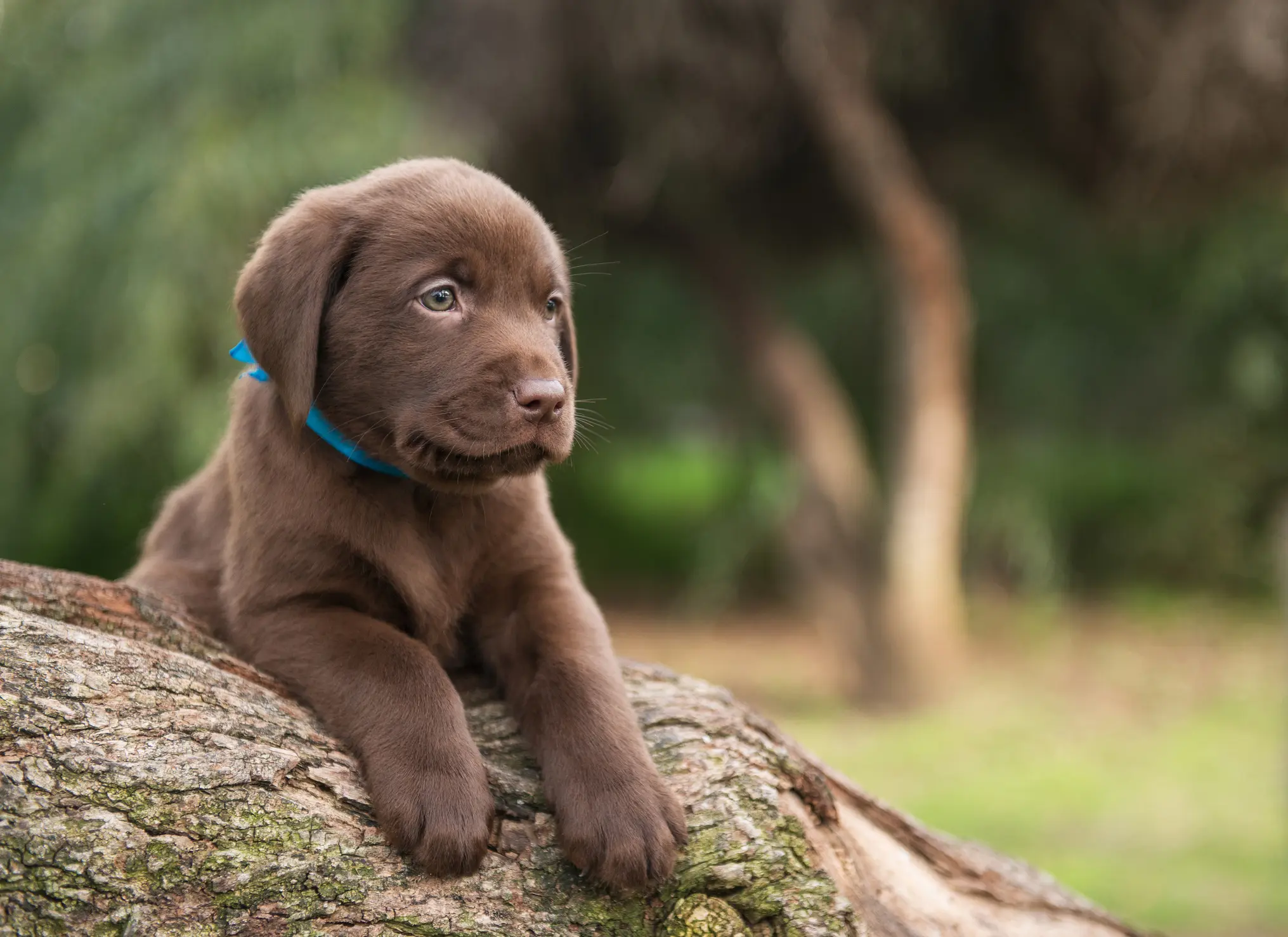 Brauner Labrador Retriever Welpe liegt auf einem Baumstamm im Grünen