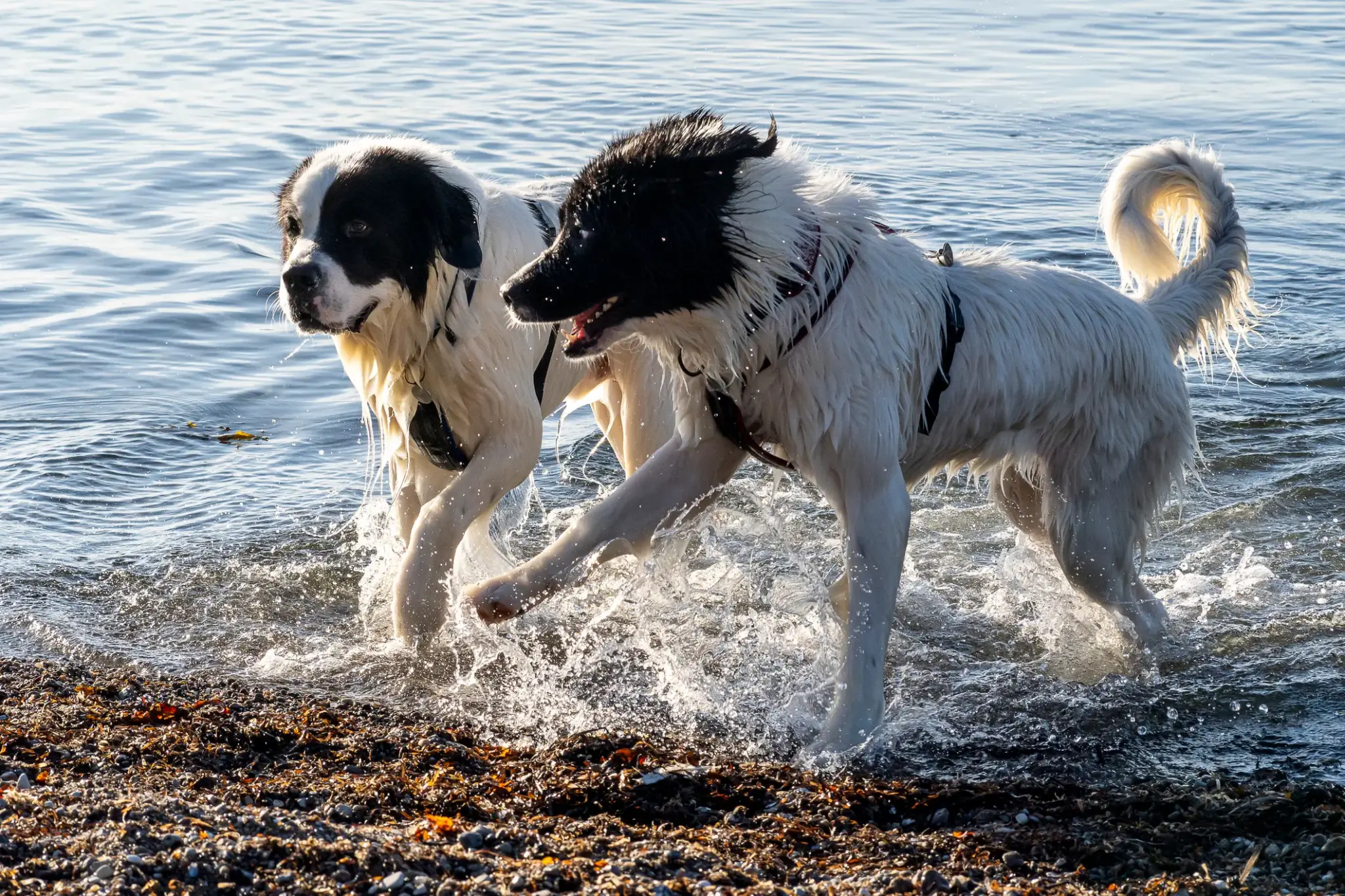 Landseer