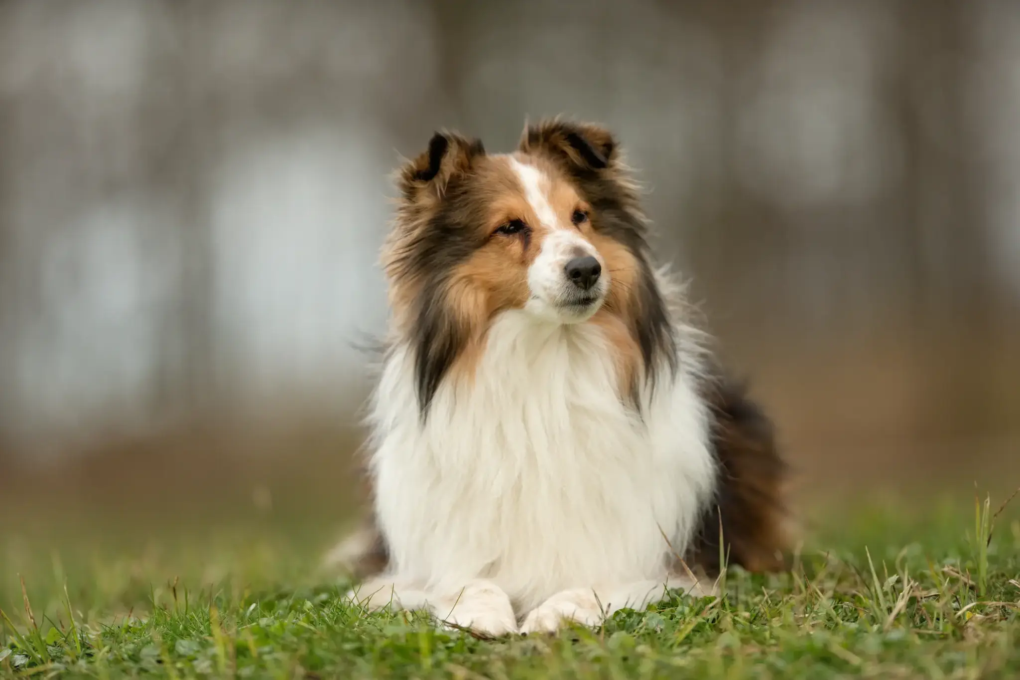 Langhaar Collie sitzt aufmerksam auf einer Wiese