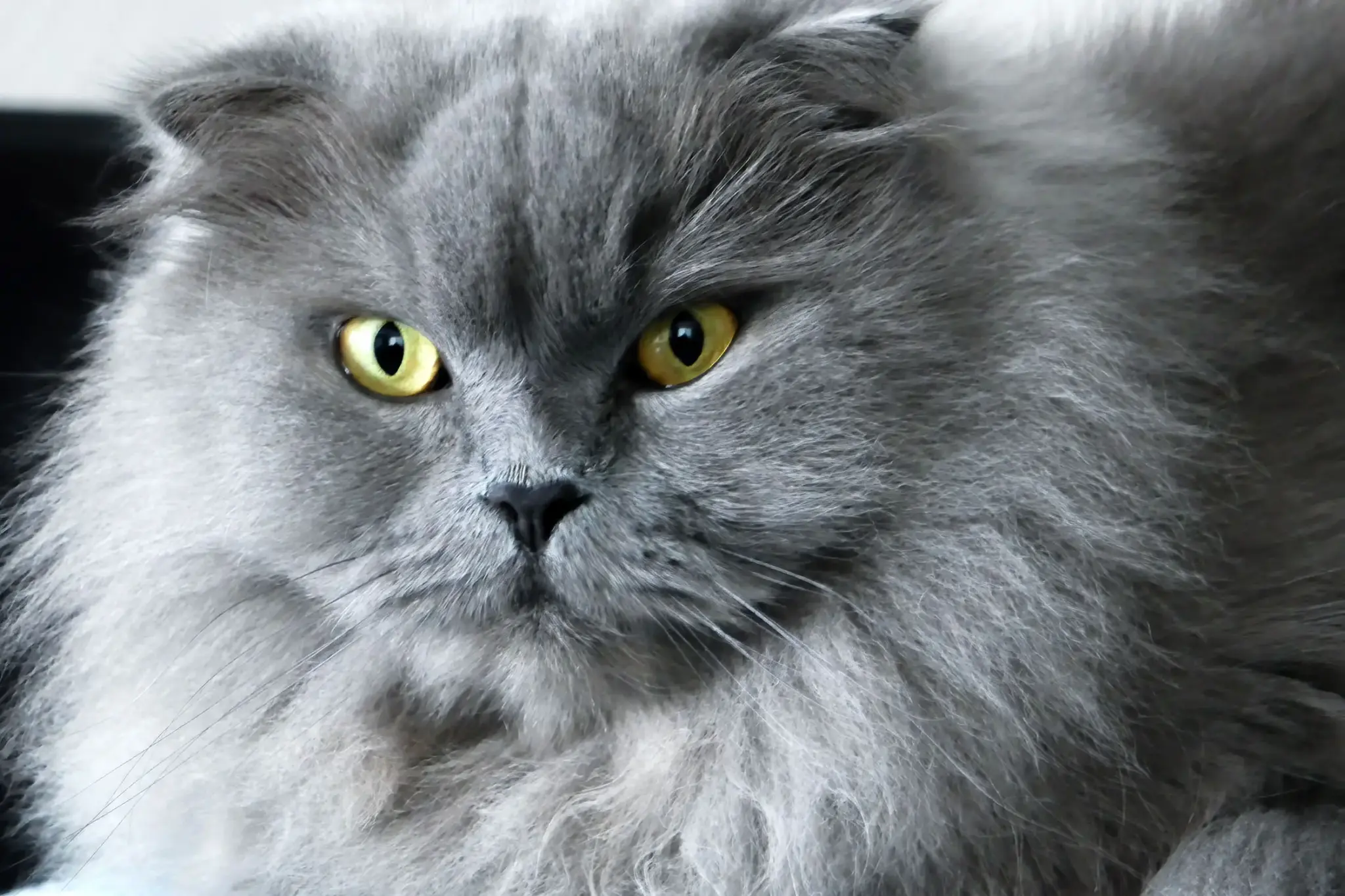 Lanhaar Scottish Fold