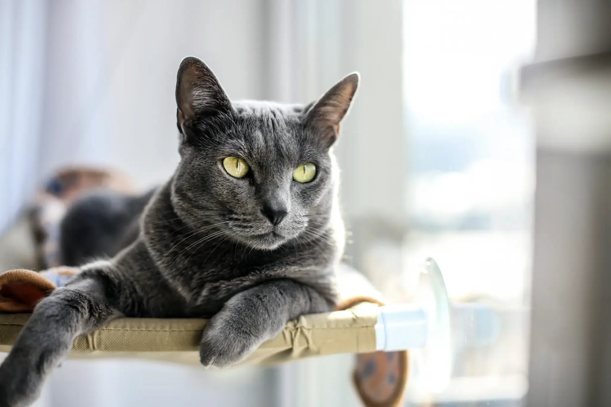 Russisch-Blau-Katze liegt entspannt auf einer Fensterliege und schaut mit ihren markant grünen Augen aufmerksam in die Ferne.