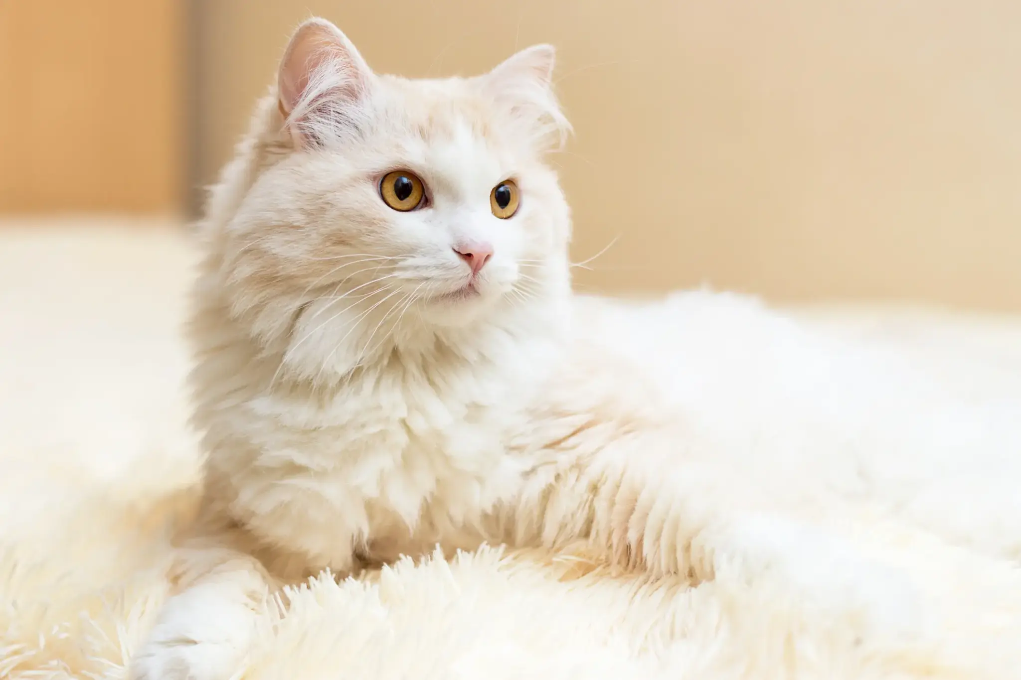 Tuerkisch Angora