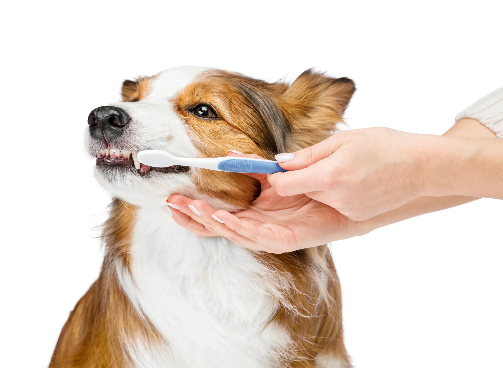 Zahnpflege Hund