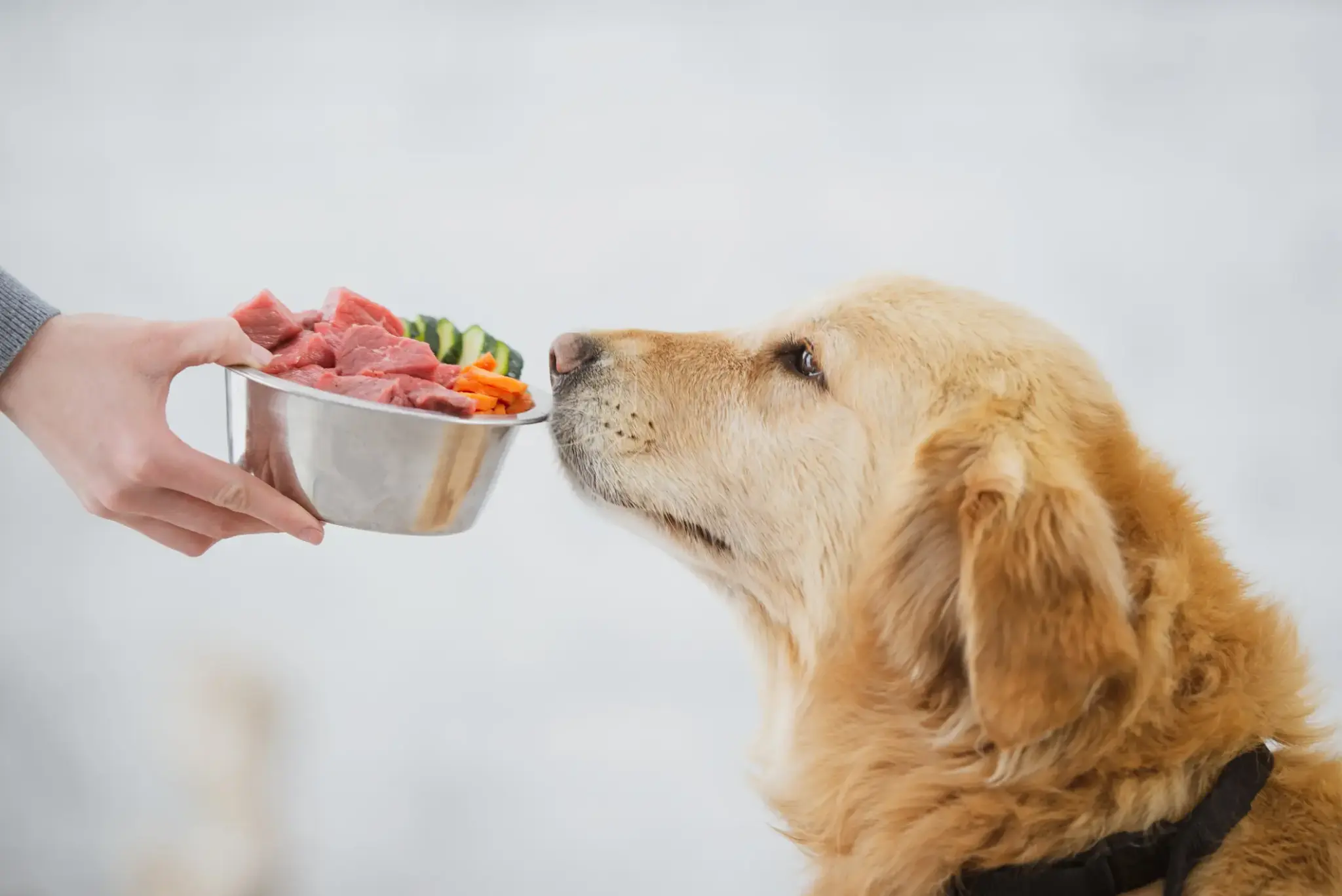 Ein Golden Retriever schnuppert an einem Napf mit rohem Fleisch, Karotten und Gurken – zubereitet für eine BARF-Fütterung.
