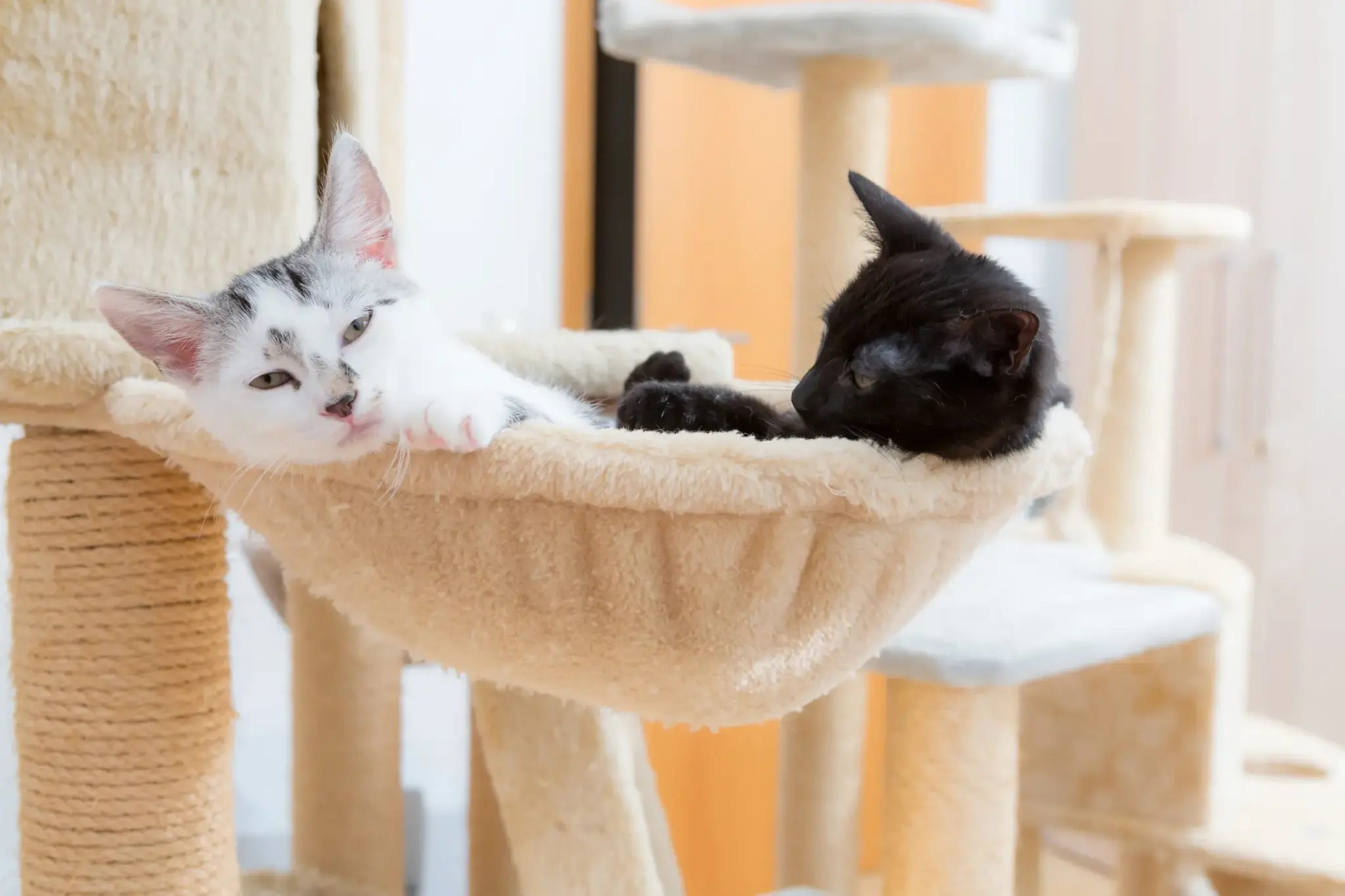 Zwei junge Katzen – eine schwarz, eine weiß-getigerte – liegen entspannt in einer Hängemulde eines großen Kratzbaums in heller Wohnung.