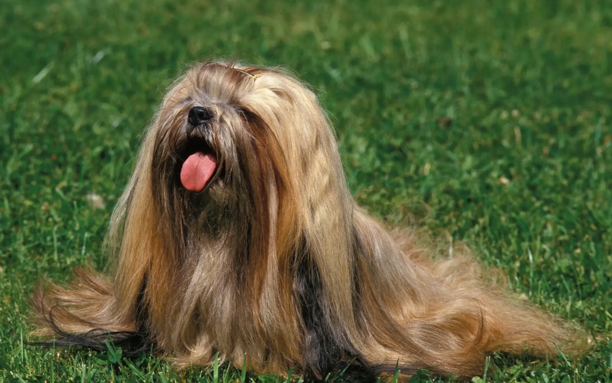 Lhasa Apso Hund mit langem, seidigem Fell auf einer Wiese