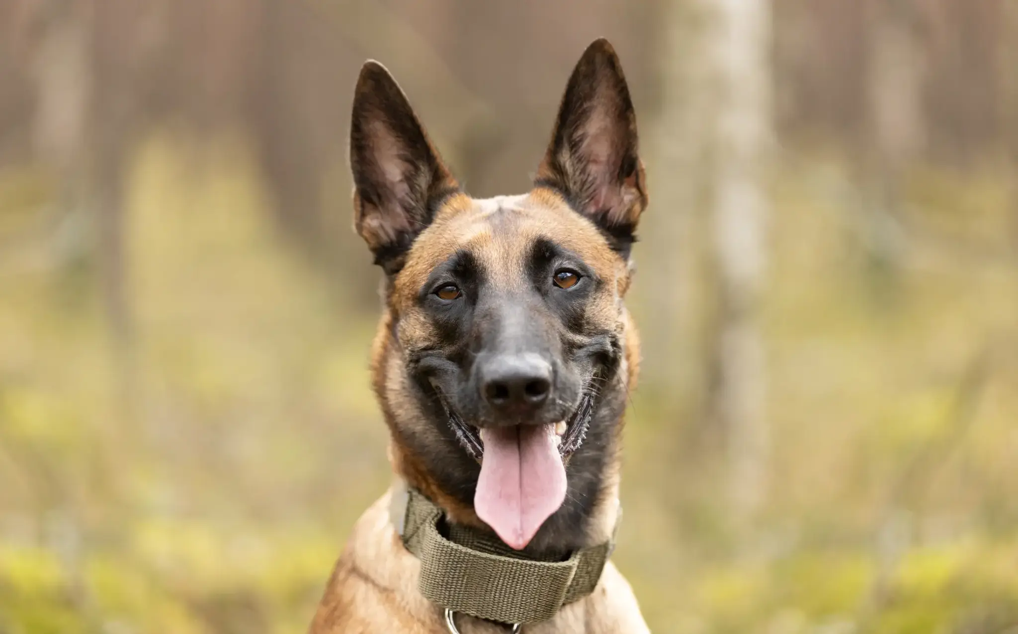 Malinois
