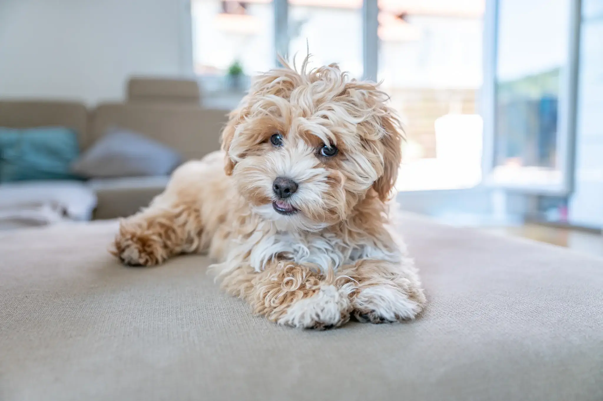 Maltipoo | Maltipoo liegt entspannt auf dem Sofa im Wohnzimmer