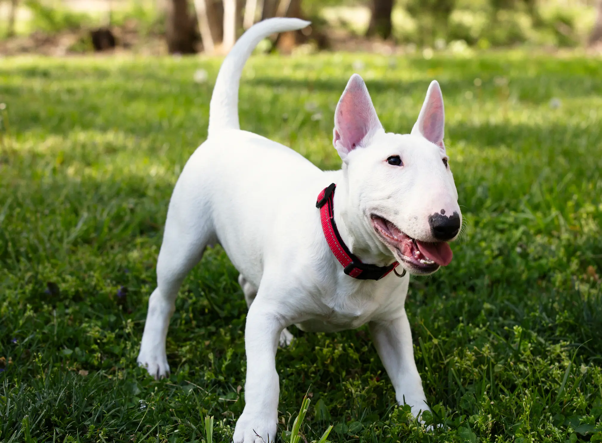 Miniature Bullterrier