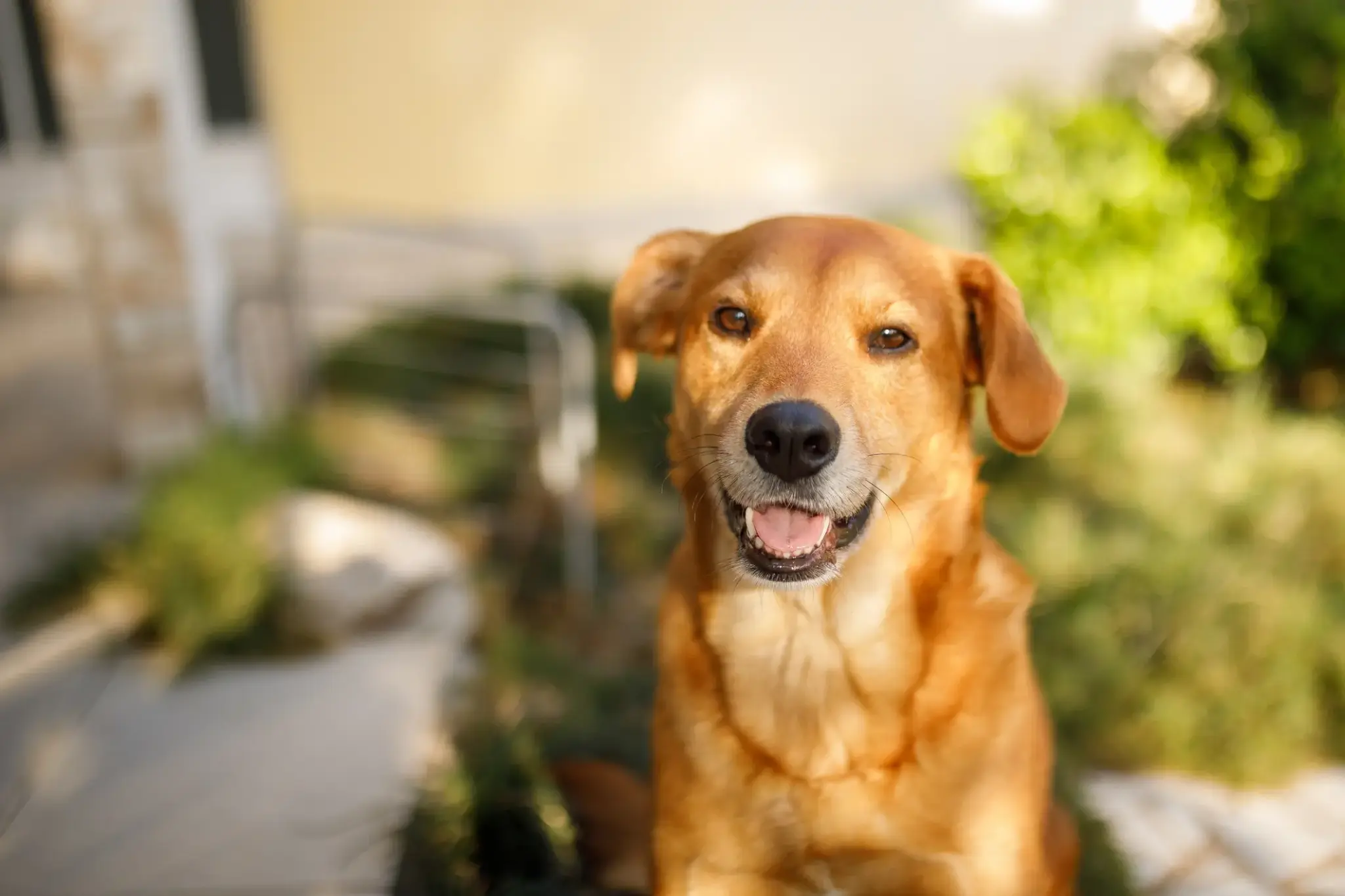 Lächelnder Mischlingshund mit goldbraunem Fell im Garten
