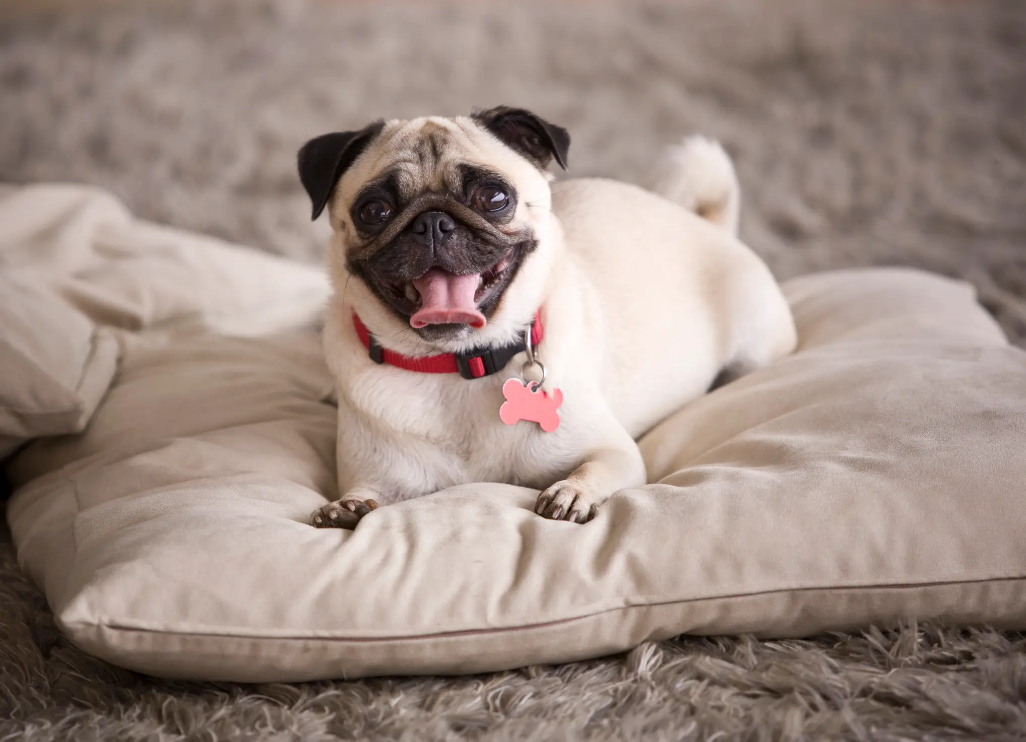 Mops