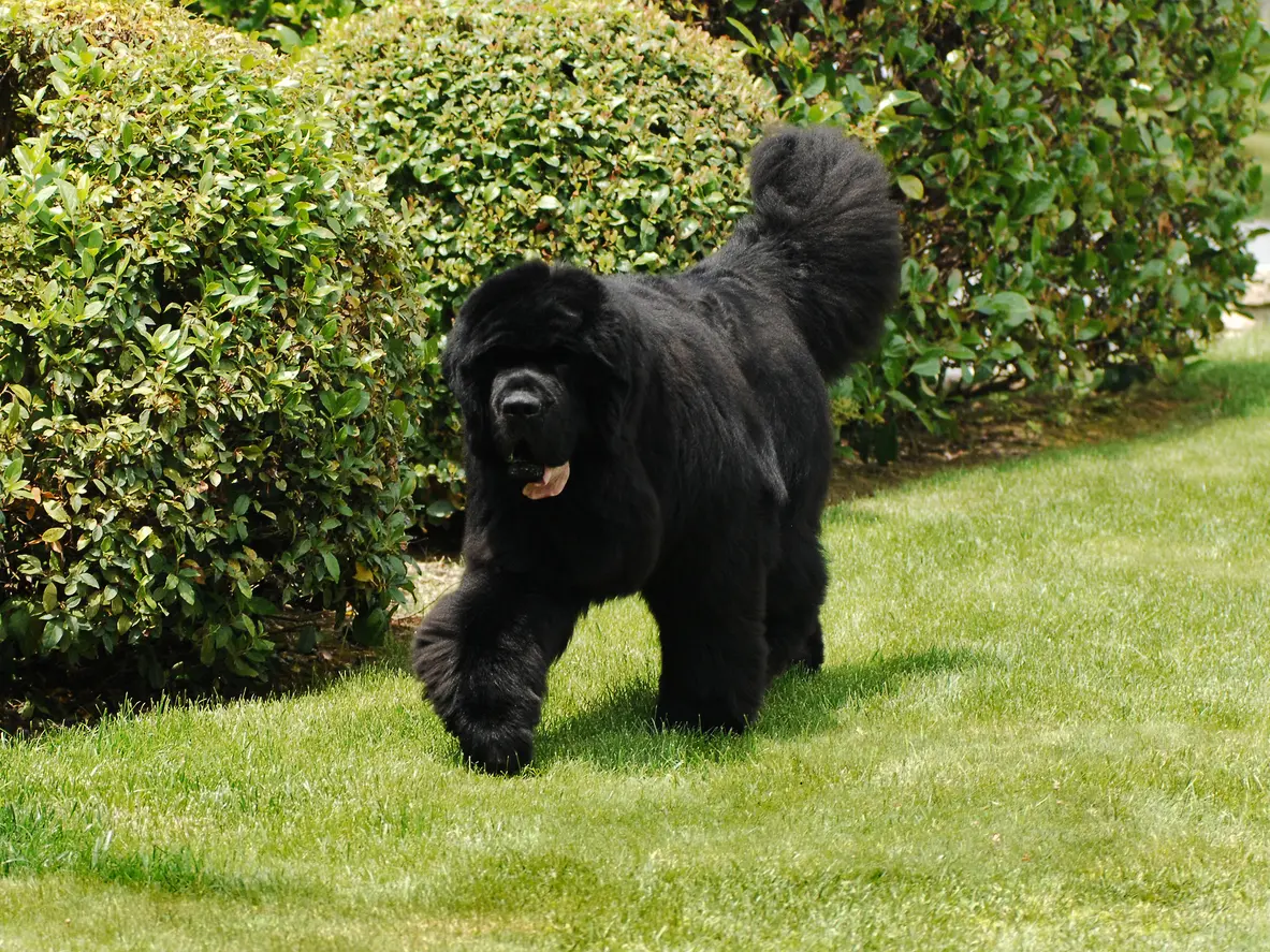 Neufundländer beim Spazieren im Garten