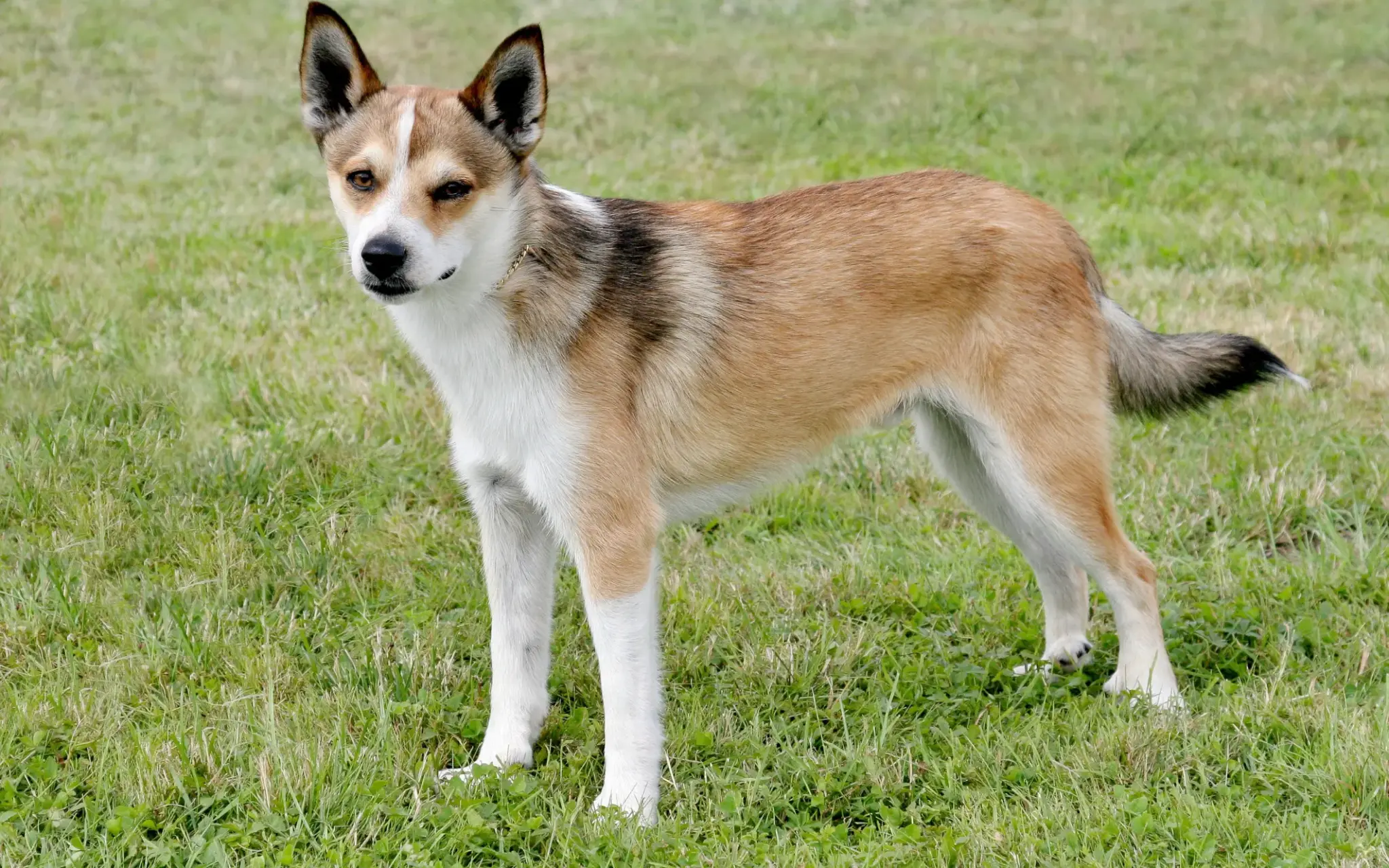 Norwegischer Lundehund