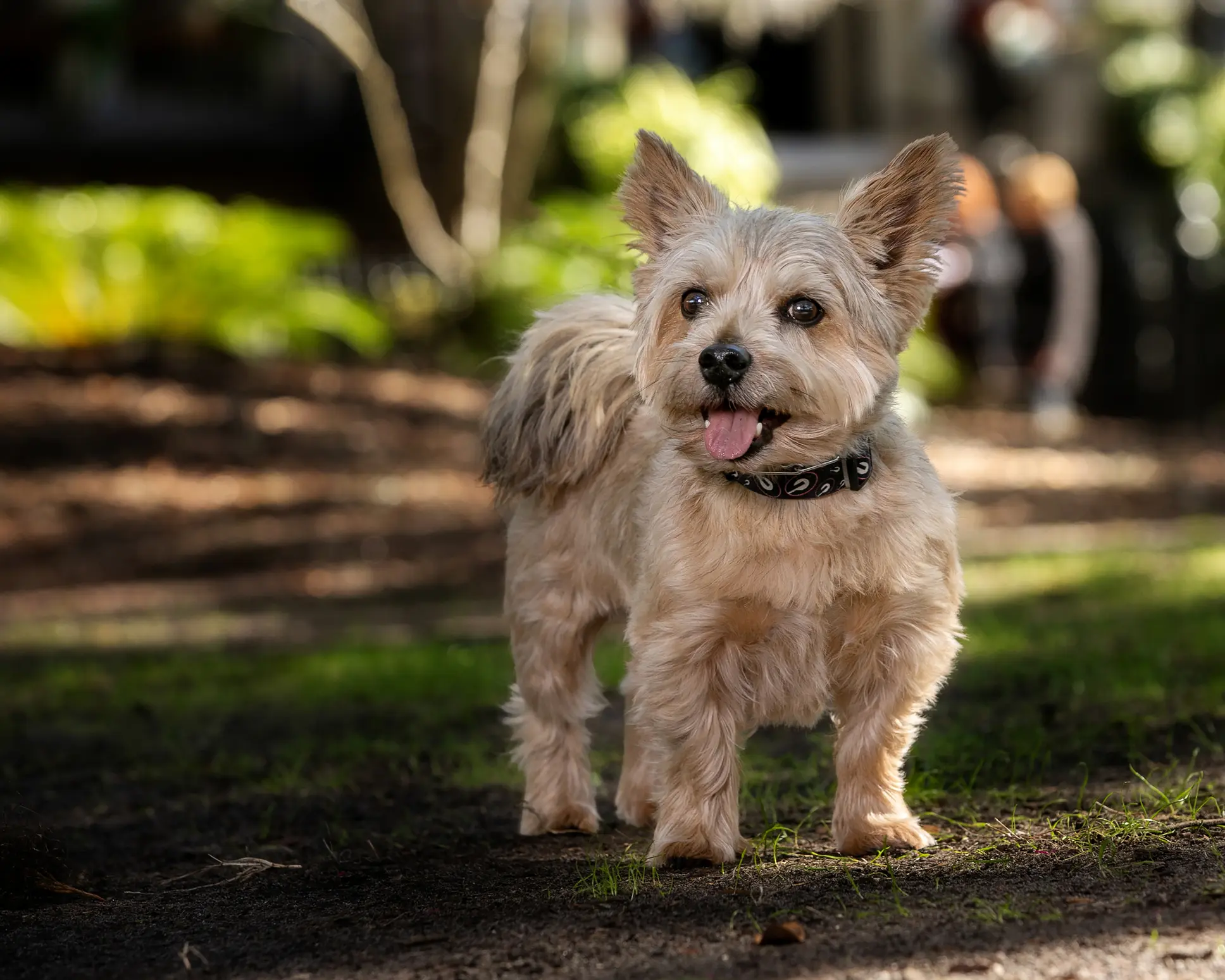 Norwich Terrier