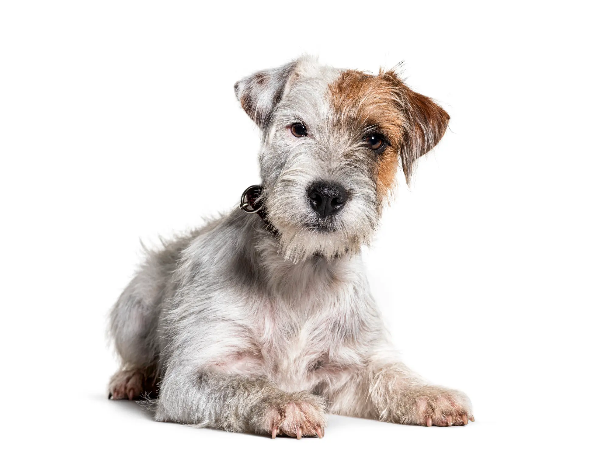 Parson Russell Terrier
