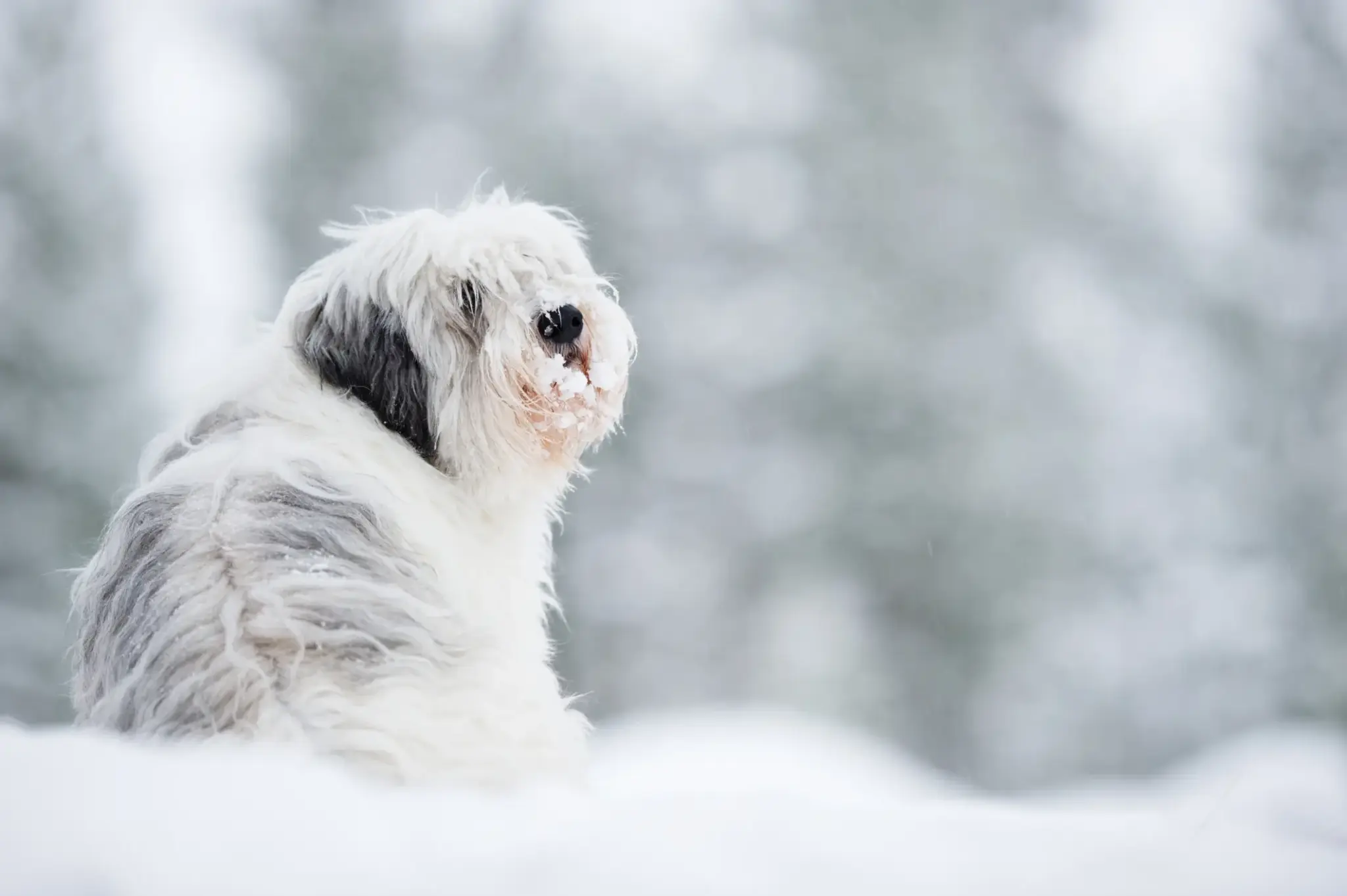 Polski Owczarek Nizinny mit langem, zotteligem Fell sitzt im Schnee vor winterlicher Landschaft