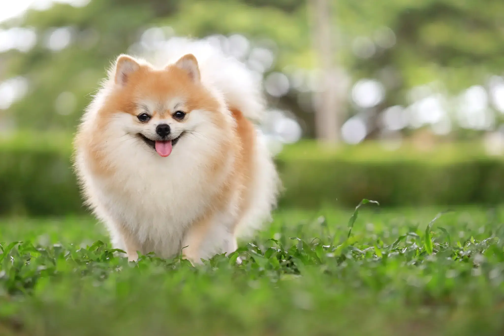 Pomeranian mit dichtem, cremefarbenem Fell läuft fröhlich über eine Wiese und streckt die Zunge heraus