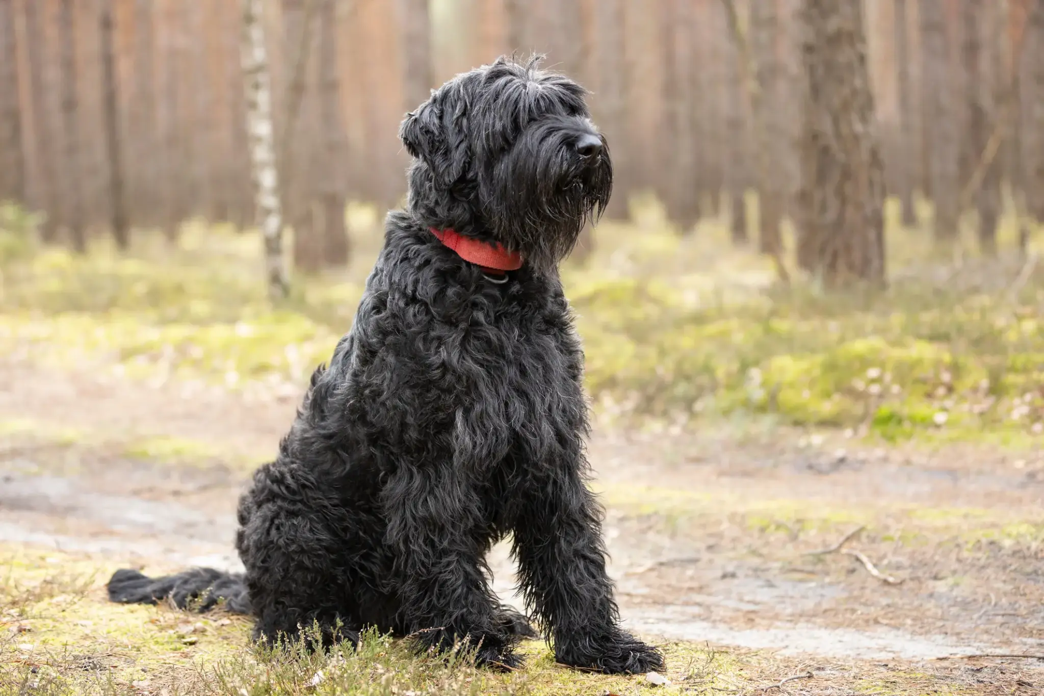 Riesenschnauzer