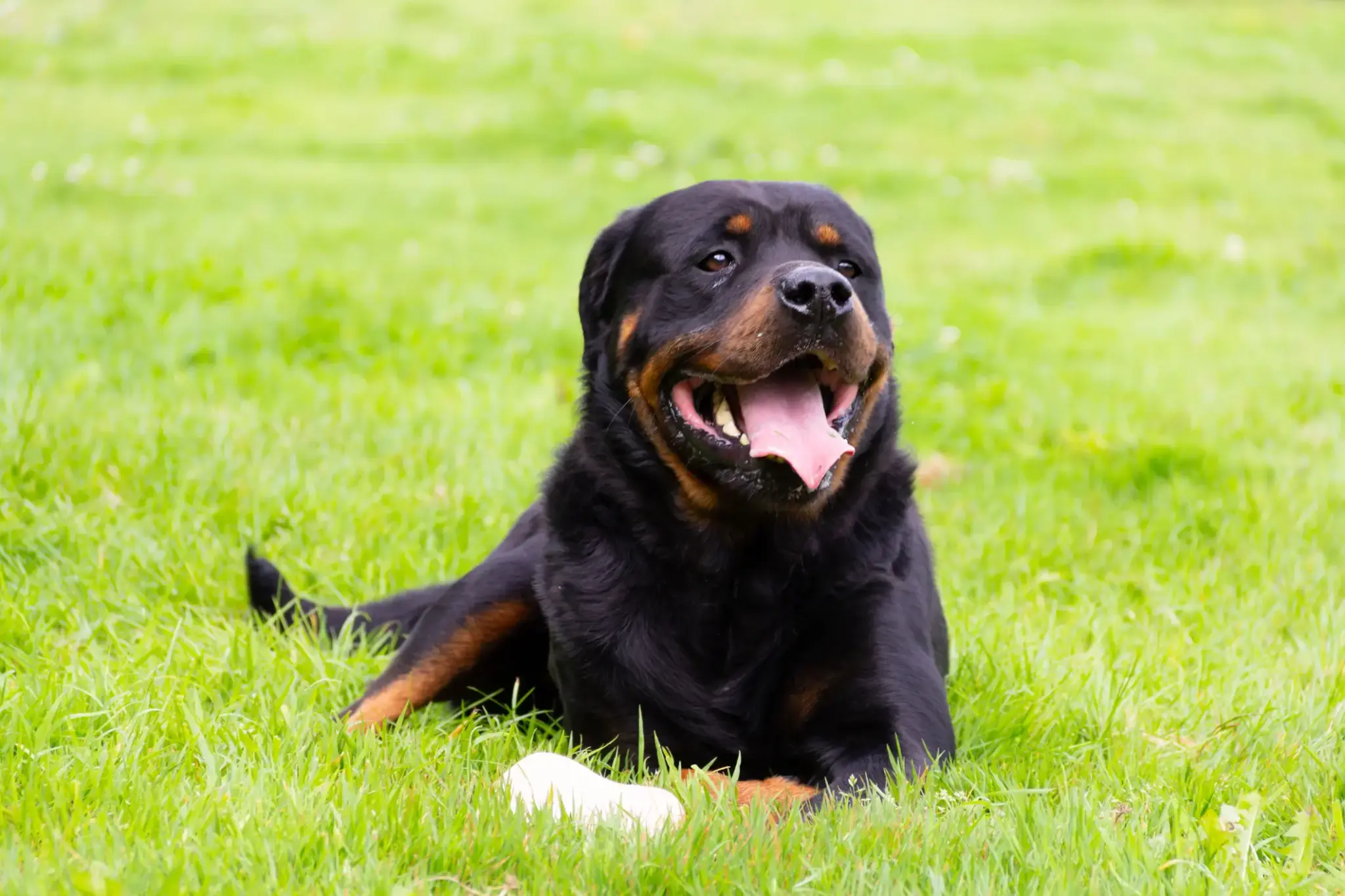 Rottweiler liegt entspannt auf einer grünen Wiese und schaut mit offenem Maul freundlich in die Kamera