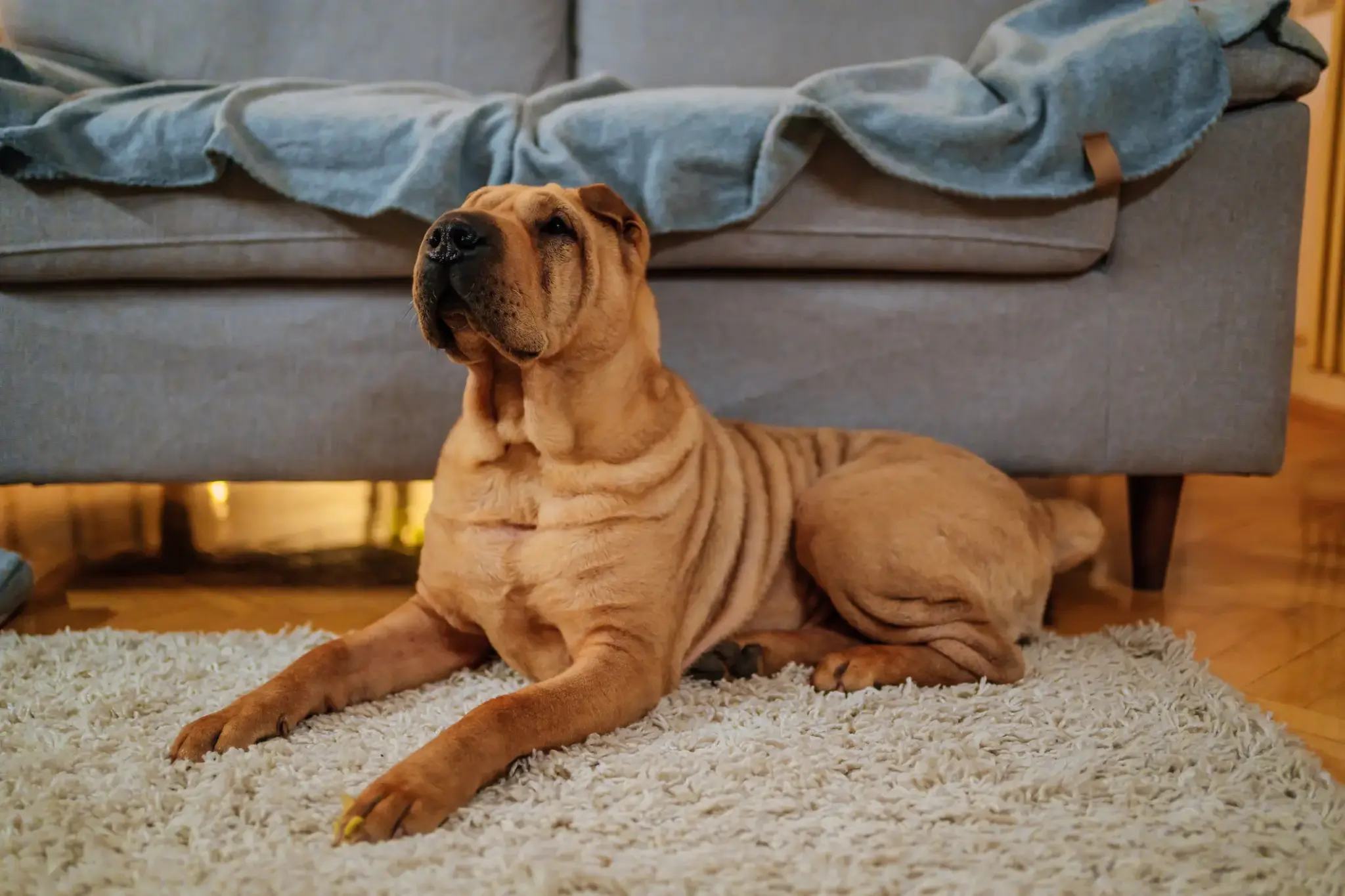 Shar-Pei mit braunem Fell liegt entspannt auf einem Teppich im Wohnzimmer vor einem Sofa