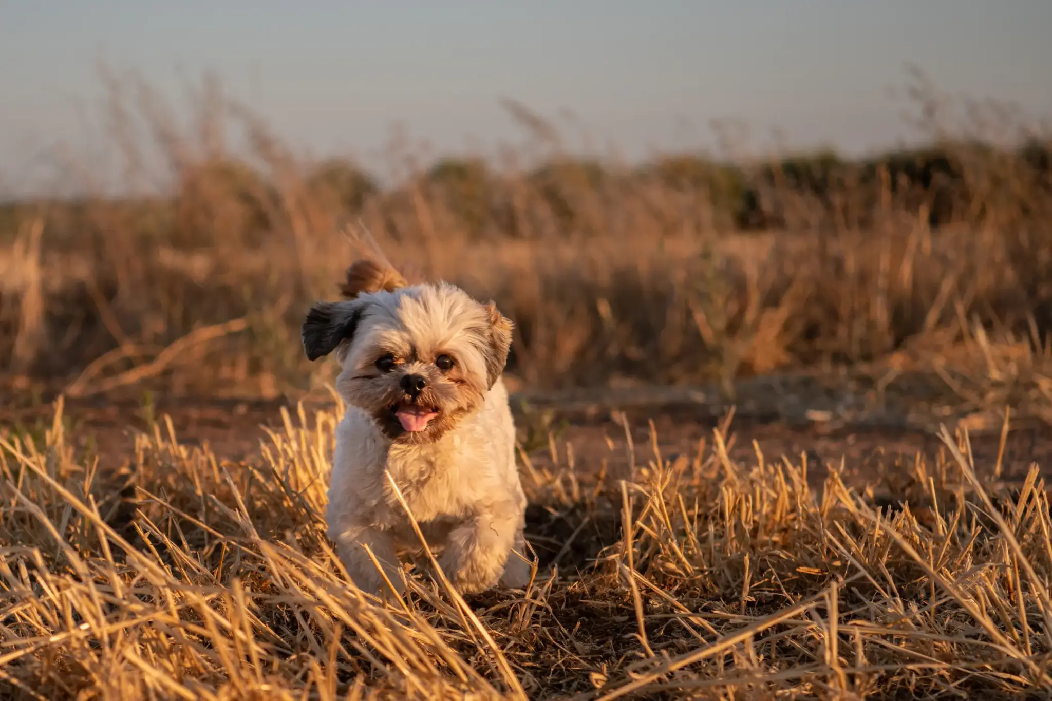 Shih Tzu