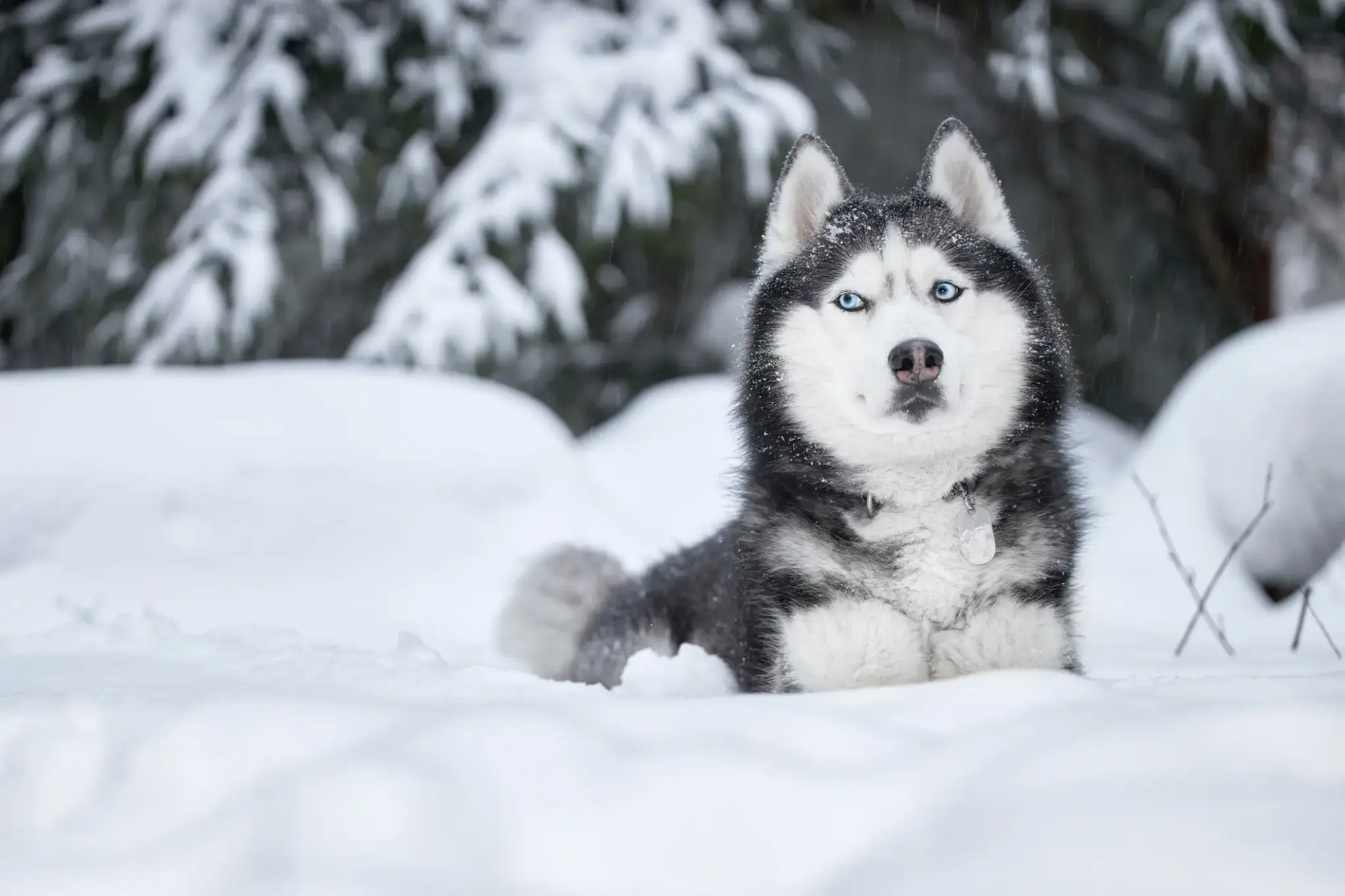 Siberian Husky mit blauen Augen liegt im Schnee vor verschneiten Bäumen